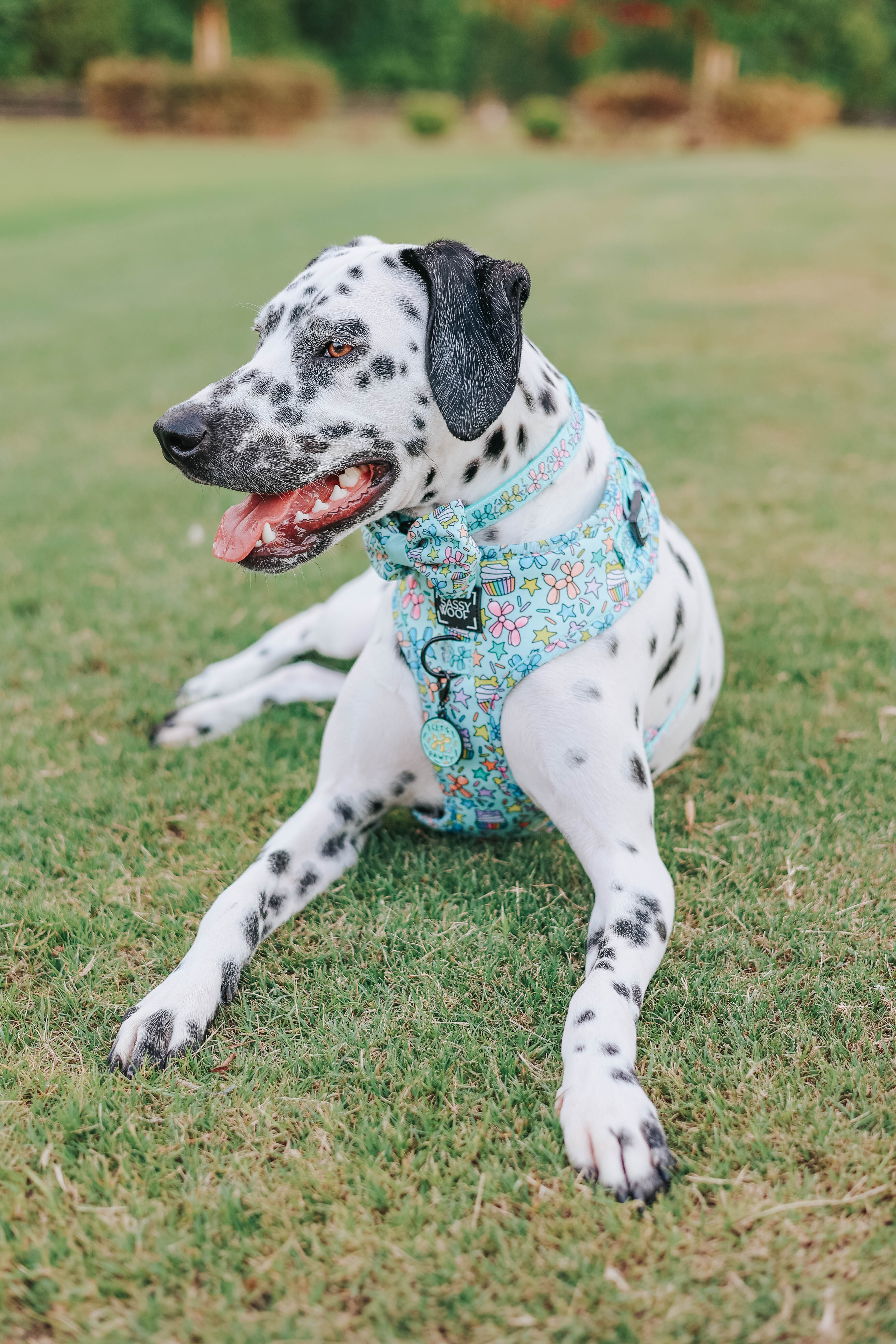 Dog Adjustable Harness - Pup Pup Hooray