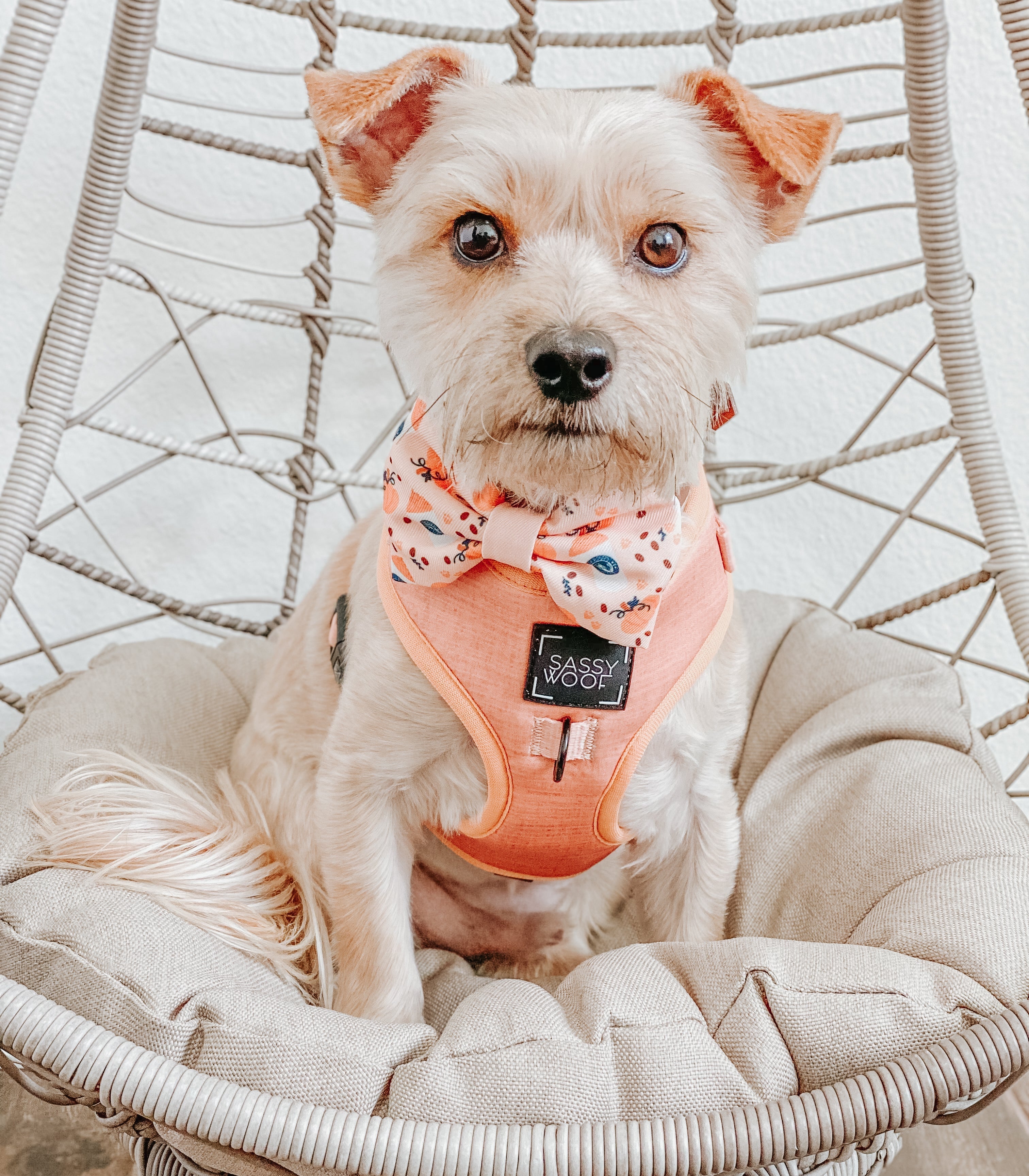 Dog Adjustable Harness - Apple Cider