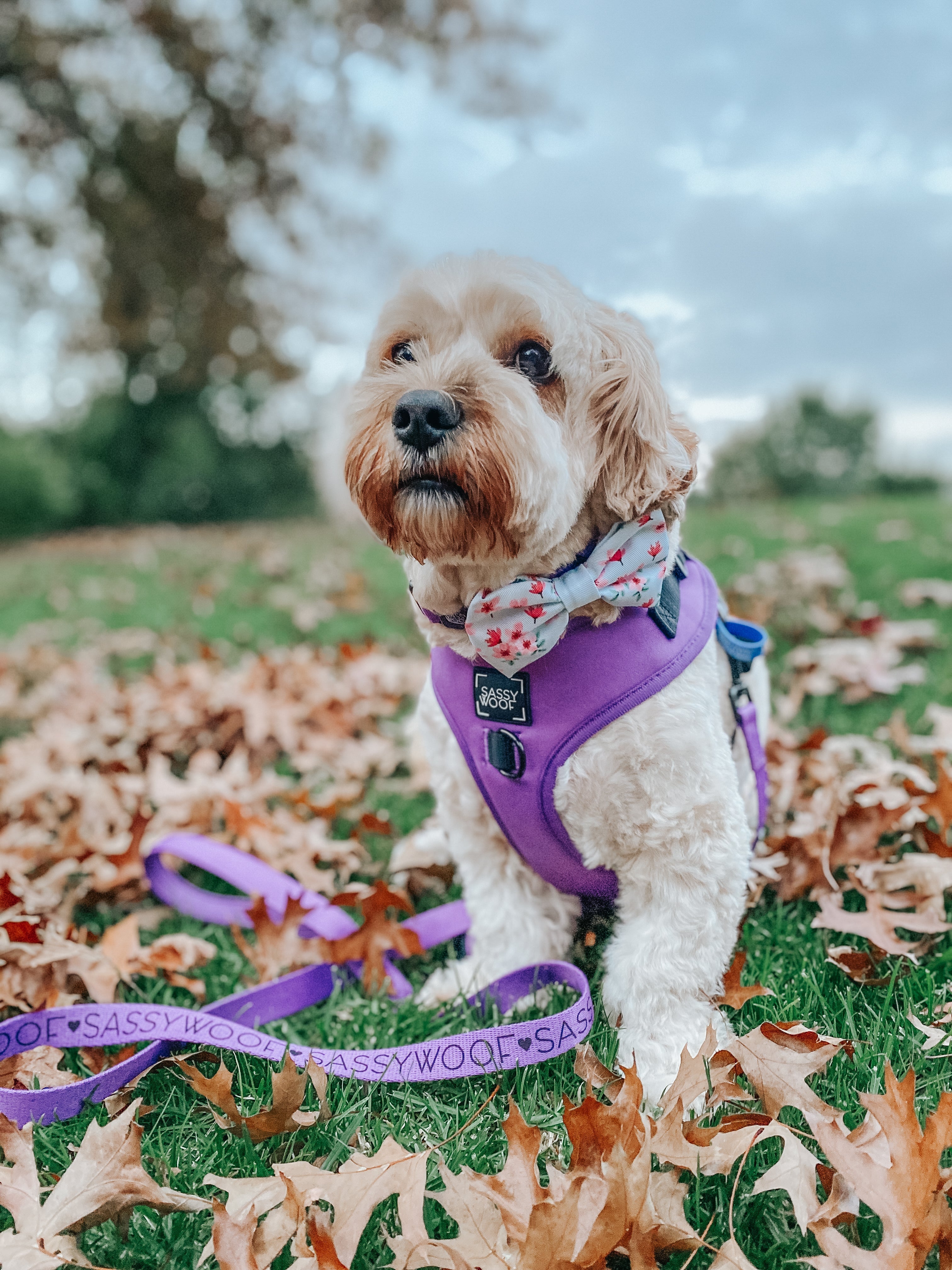 Dog Adjustable Harness - Neon Purple
