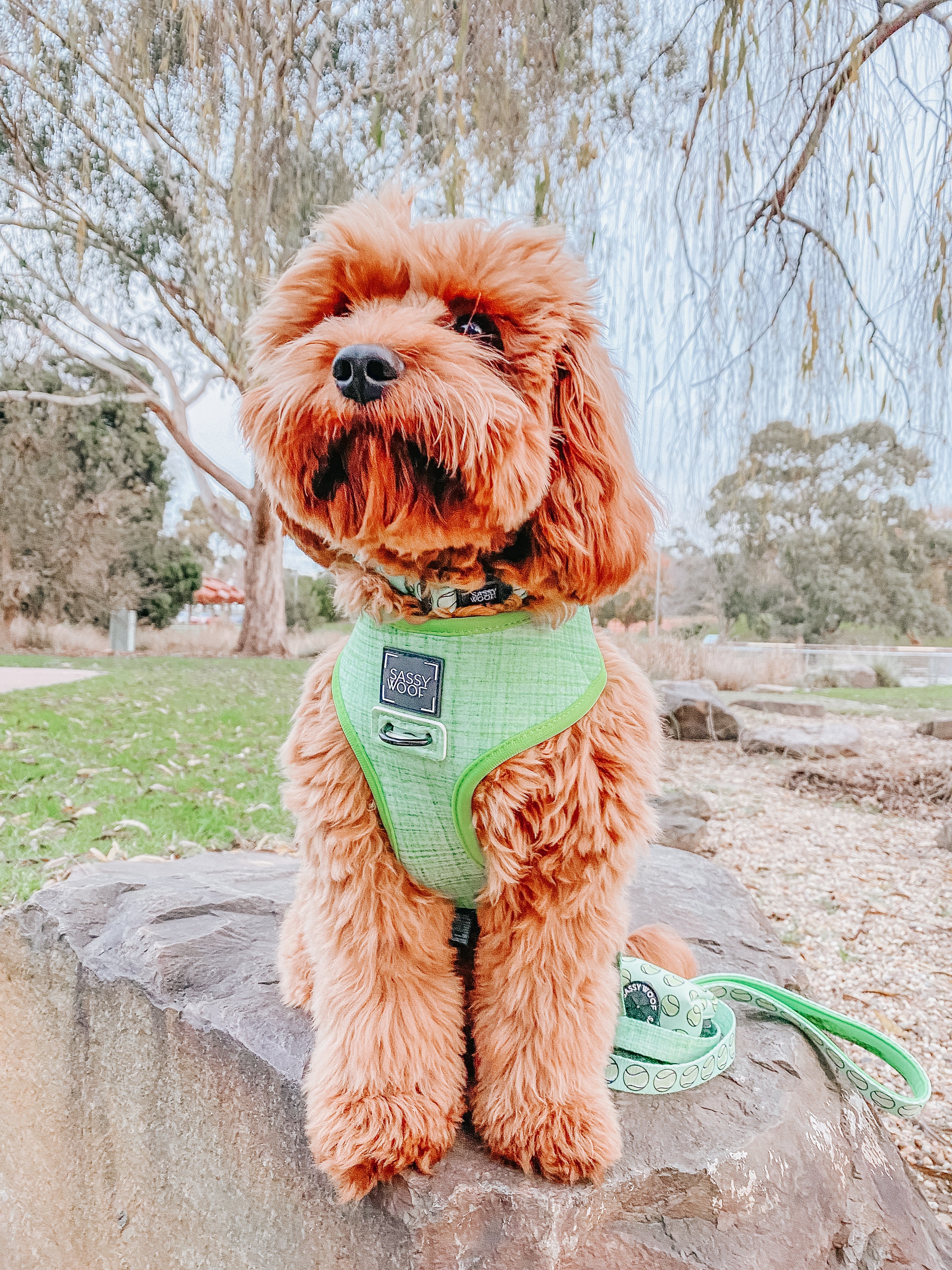 Dog Reversible Harness - Serving Up Sass