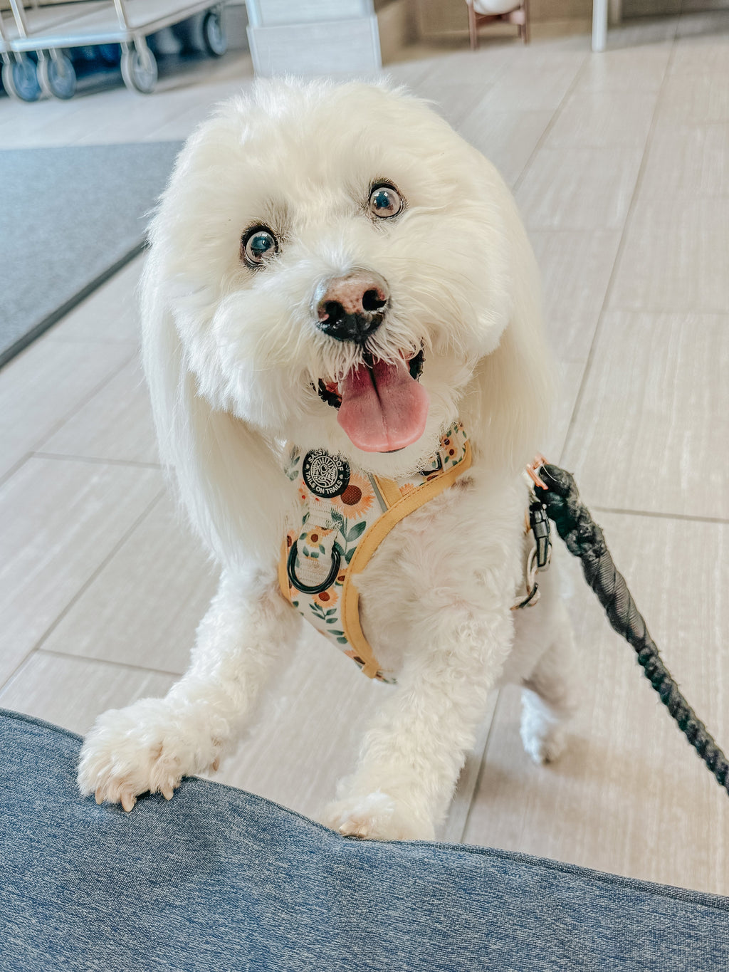 Dog Step-In Harness - Sunflower Dreams
