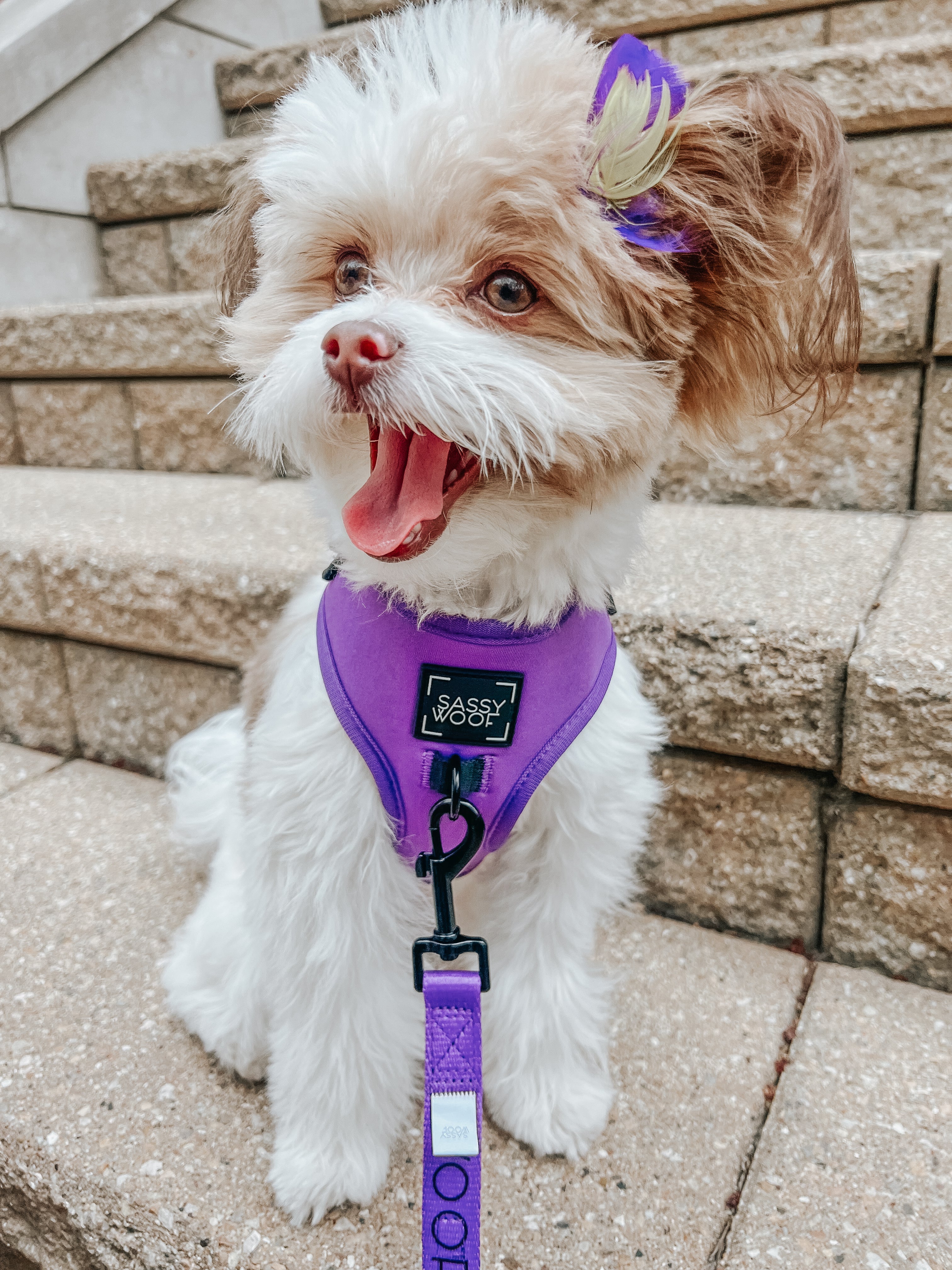Dog Adjustable Harness - Neon Purple