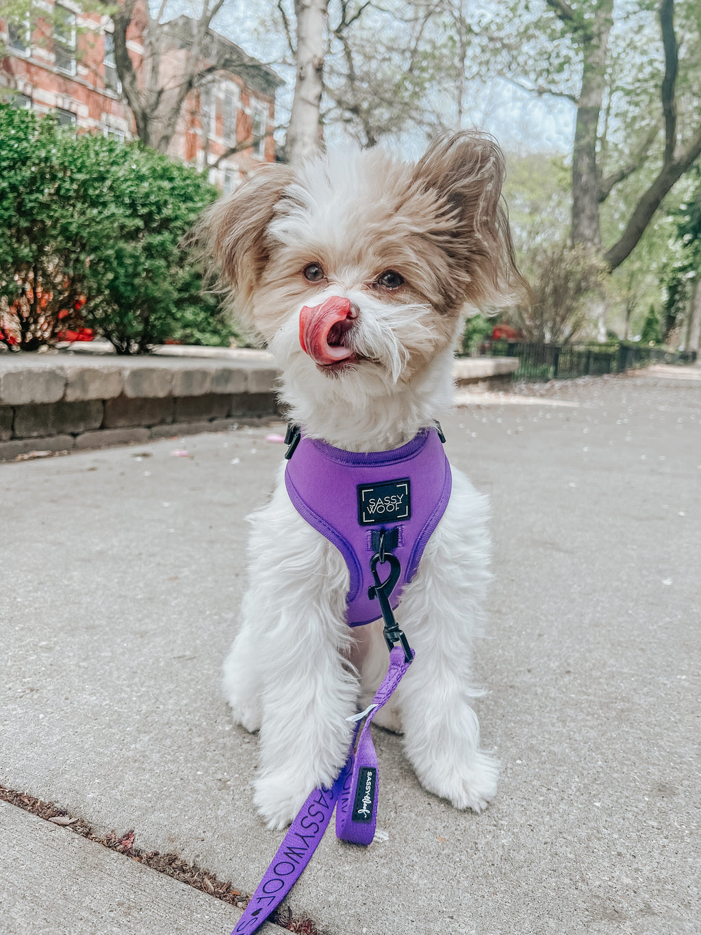 Dog Leash - Neon Purple