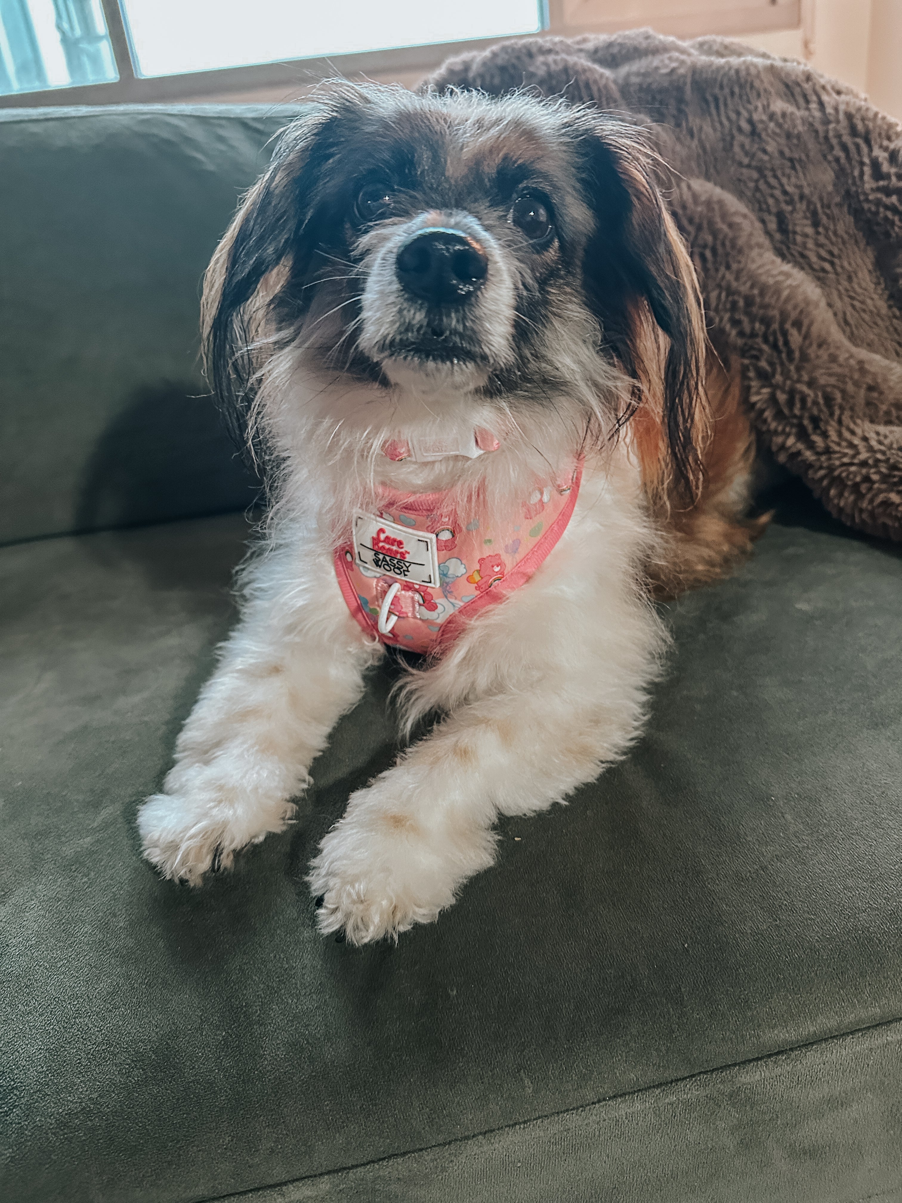 Dog Adjustable Harness - Care Bears™ Cheer Bear