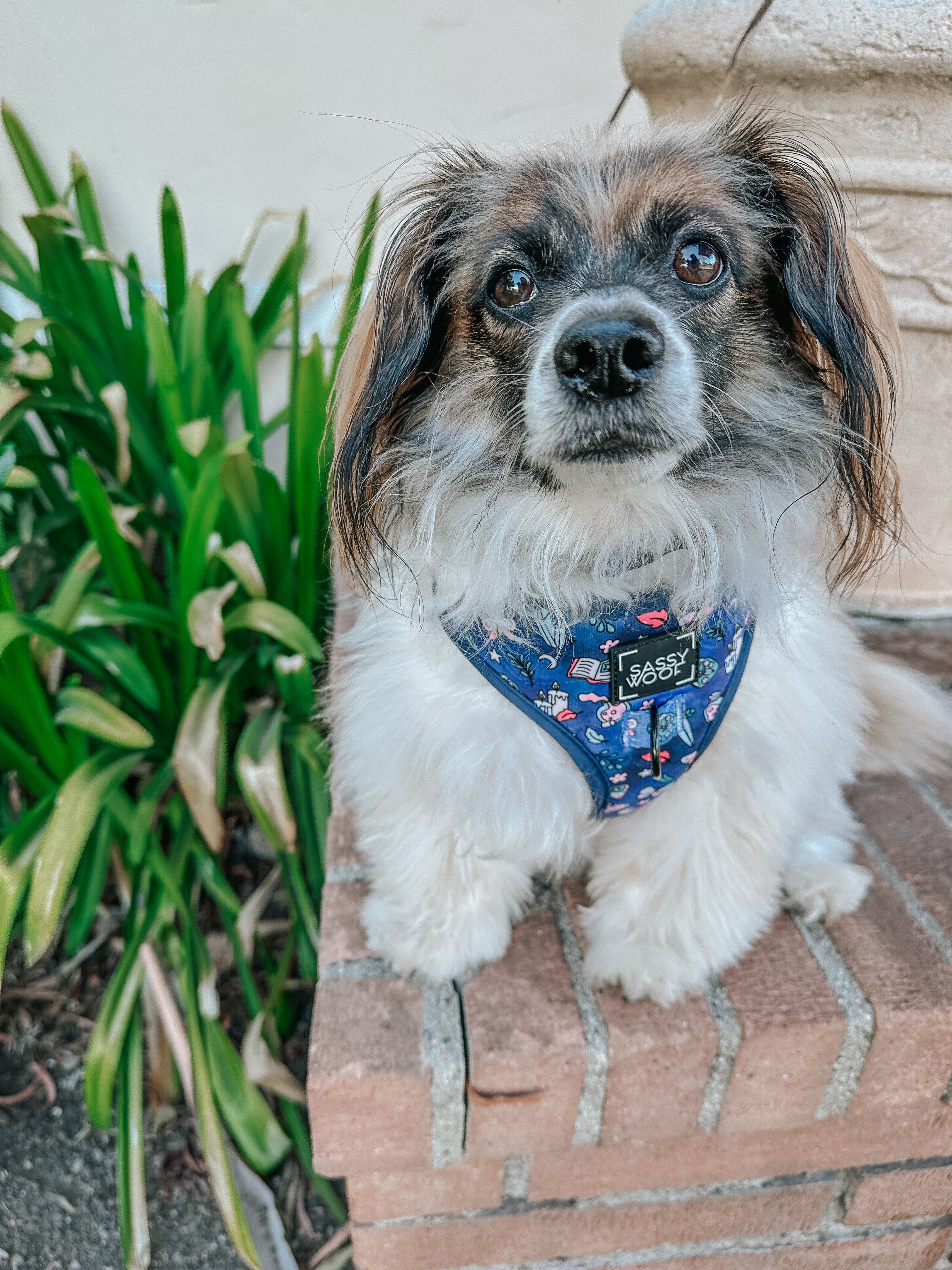 Dog Adjustable Harness - Spellbound