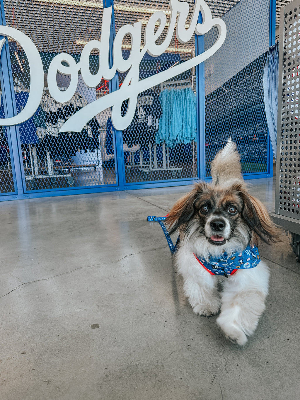 Dog Leash - MLB™ x Peanuts™ Los Angeles Dodgers™