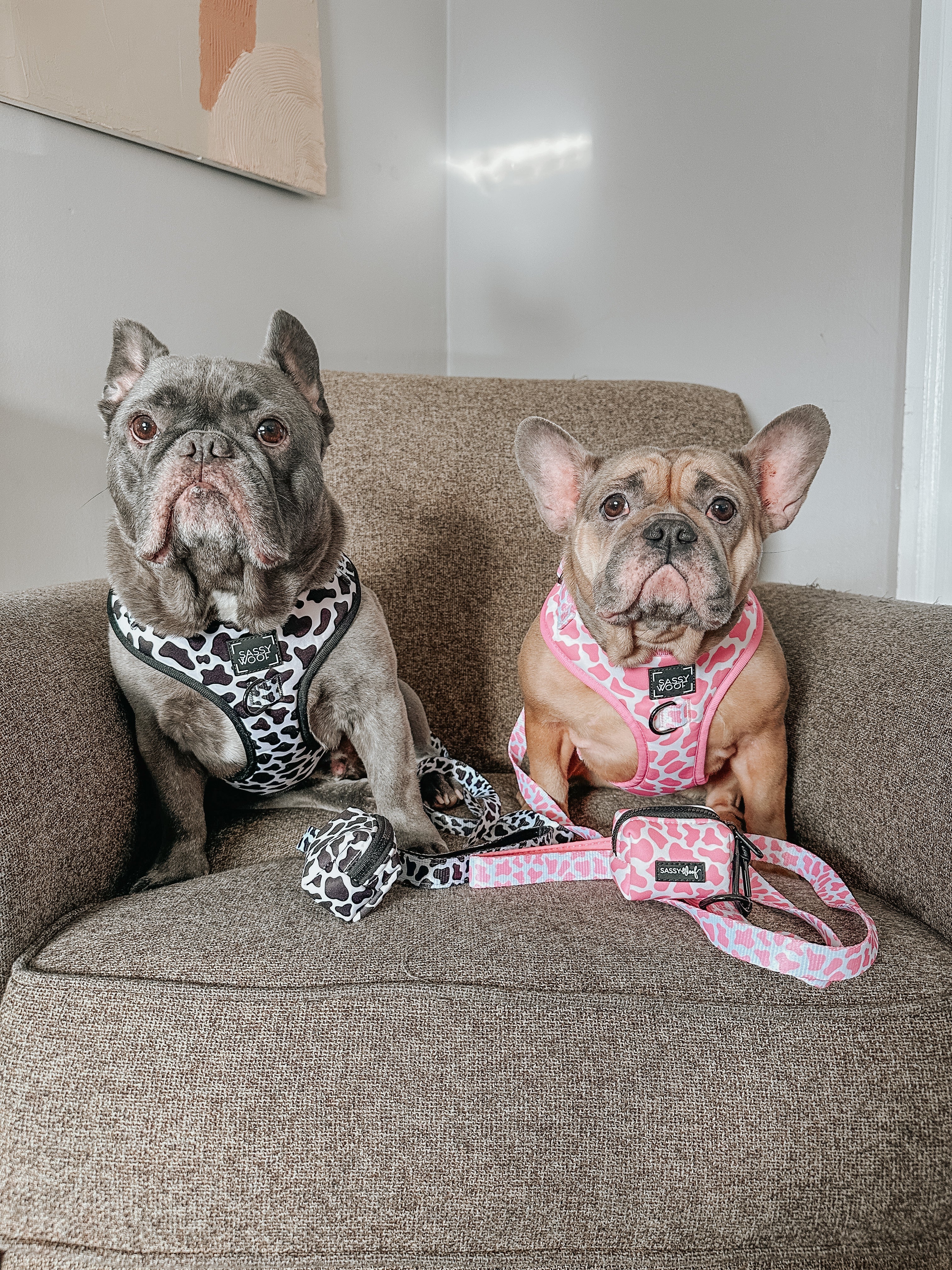 Dog Adjustable Harness - Whole Milk