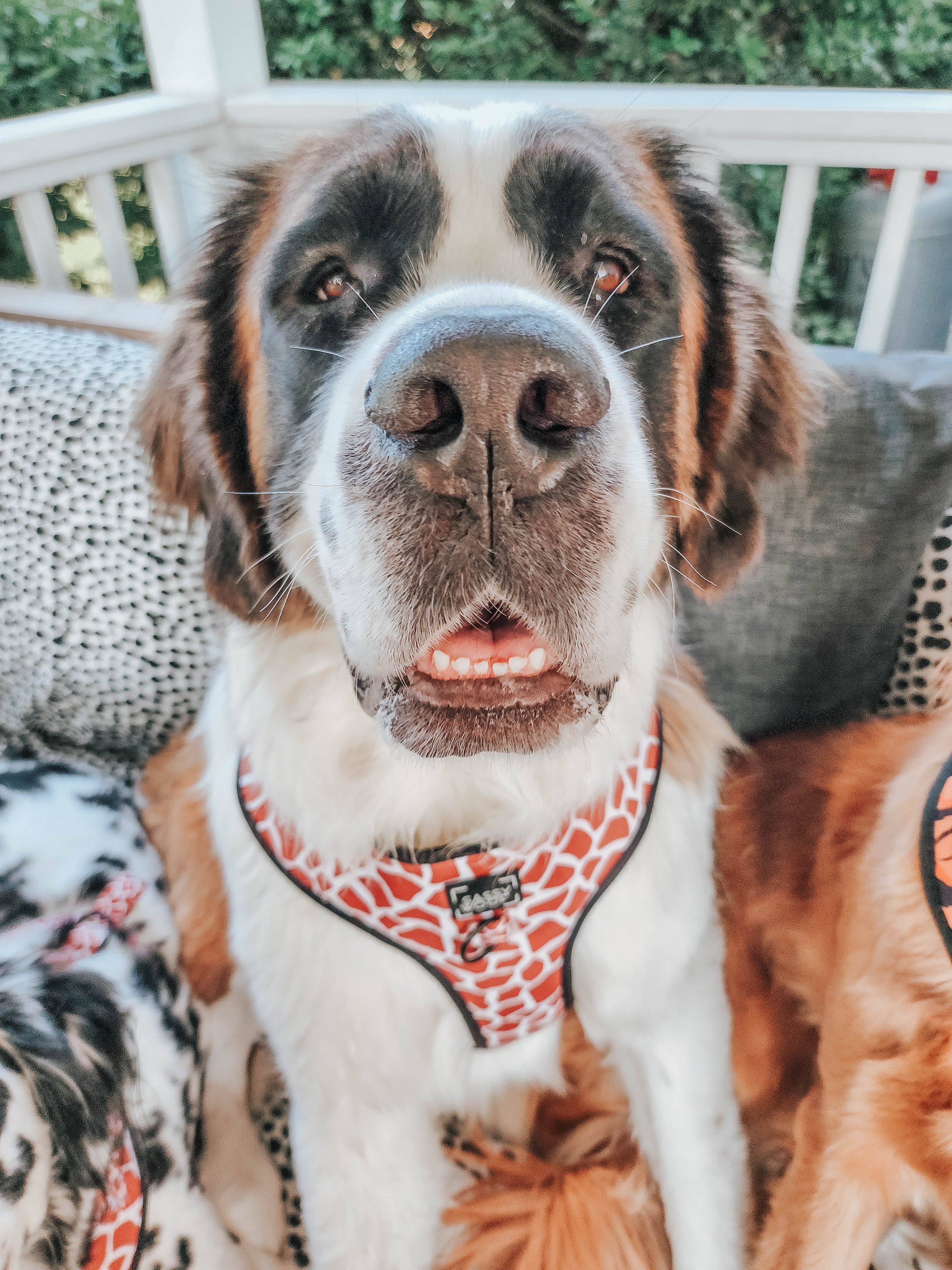 Dog Adjustable Harness - Giraffic Park