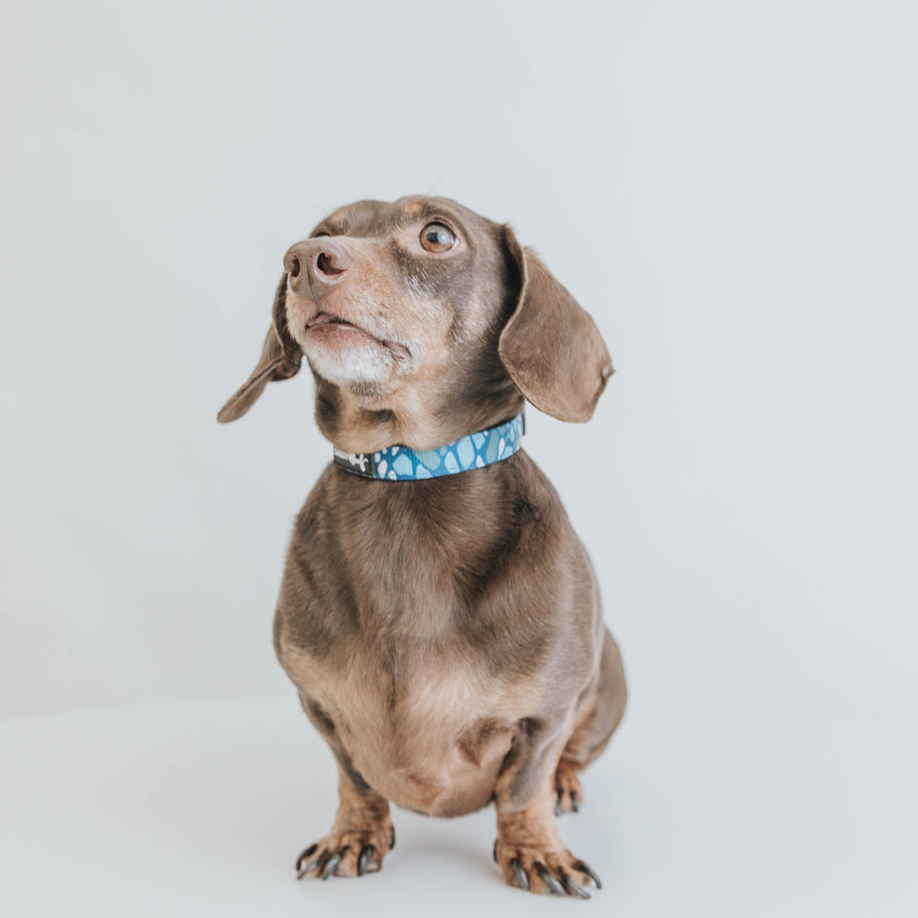 Dog Collar - Santorini
