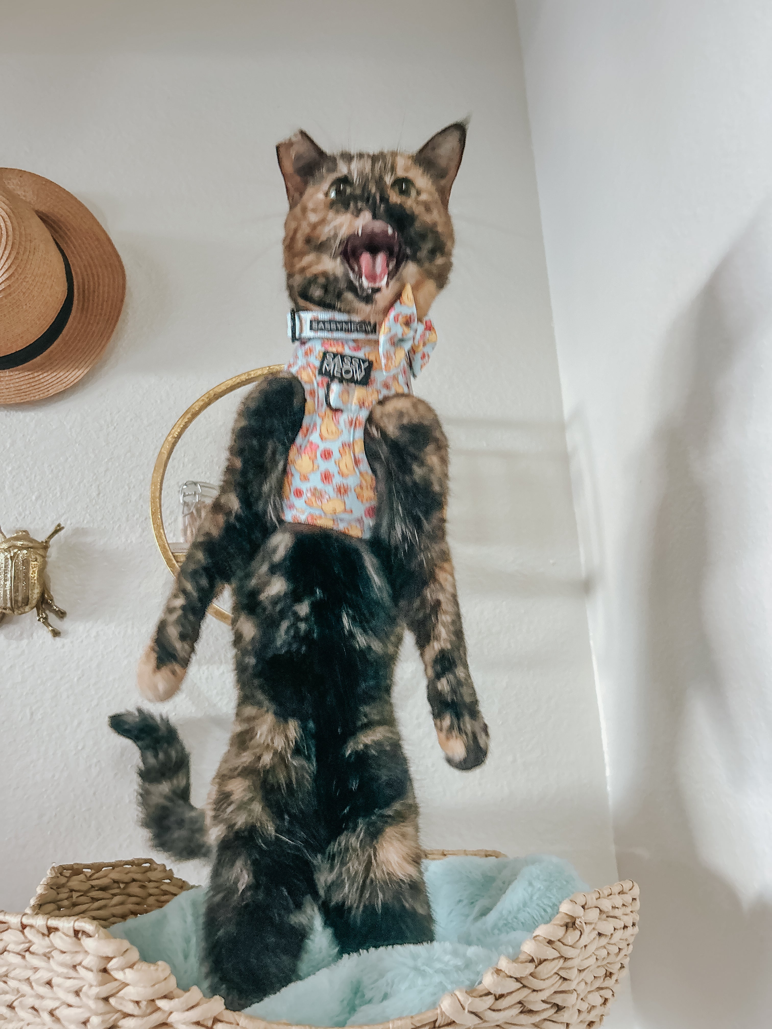 Cat Collar - Good Duck, Babe!