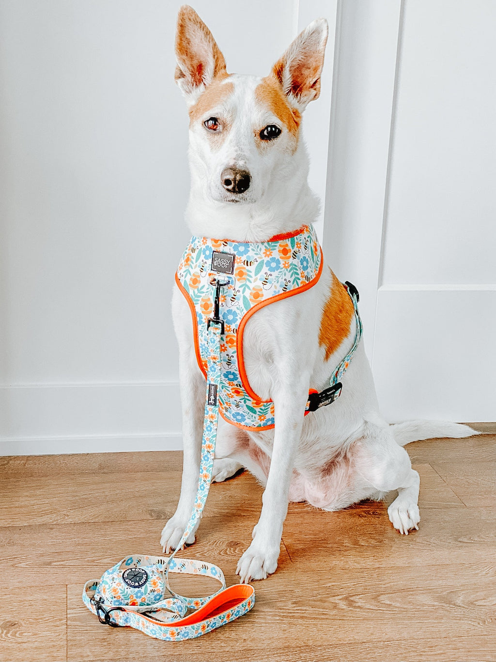 Dog Leash - Must Be the Honey