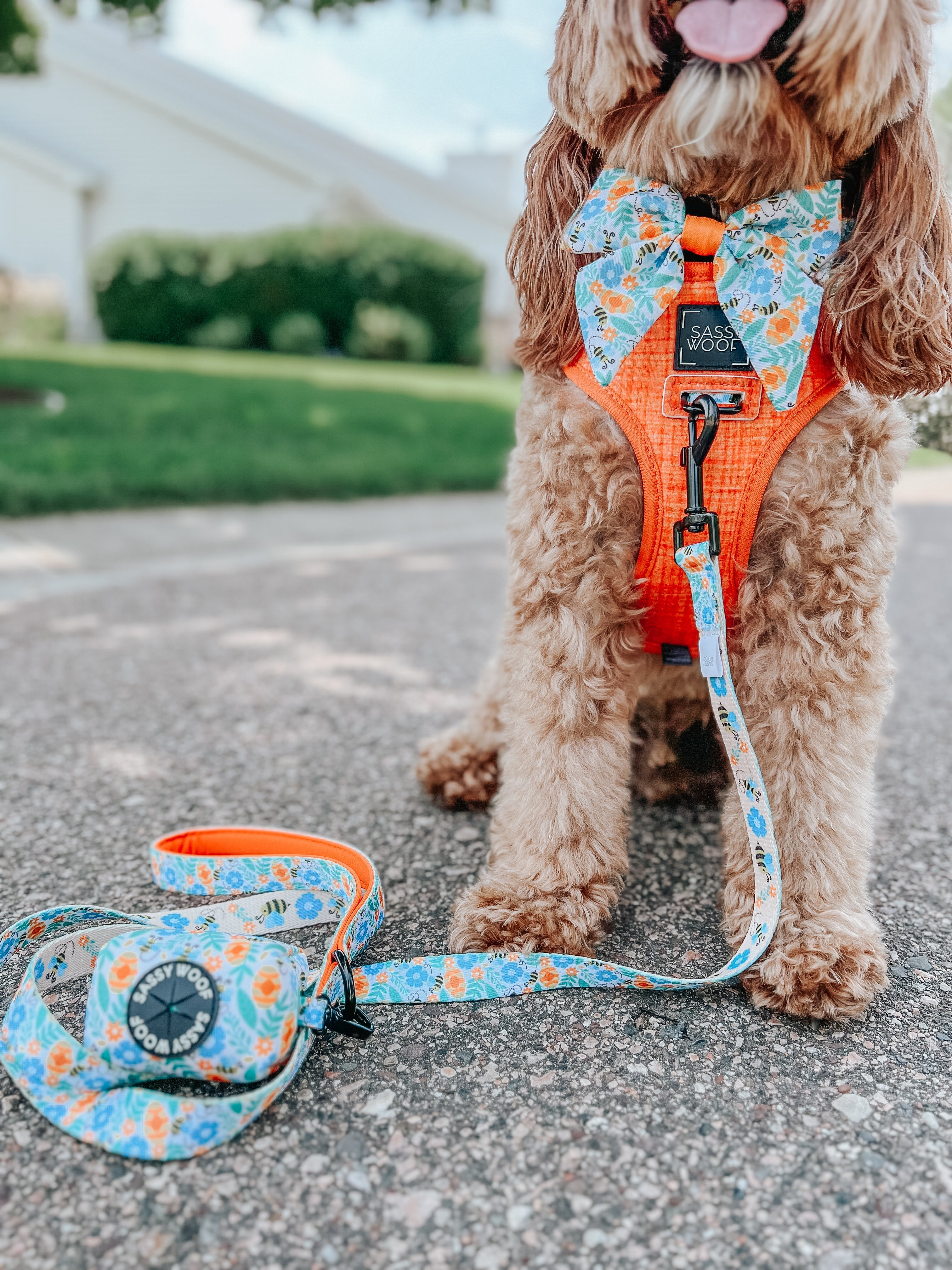Dog Leash - Must Be the Honey