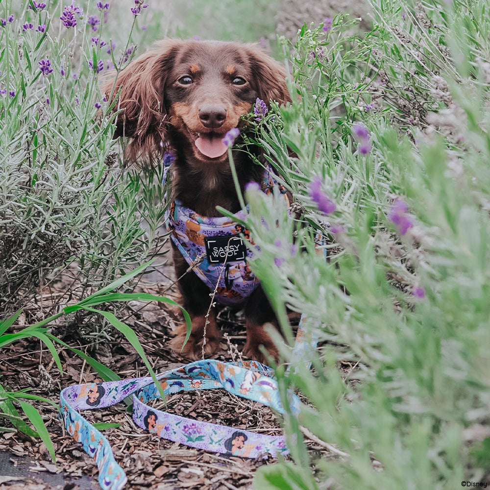 Dog Leash - Disney's Jasmine