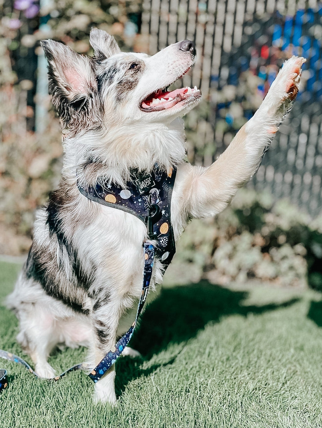 Dog Leash - To the Stars and Beyond