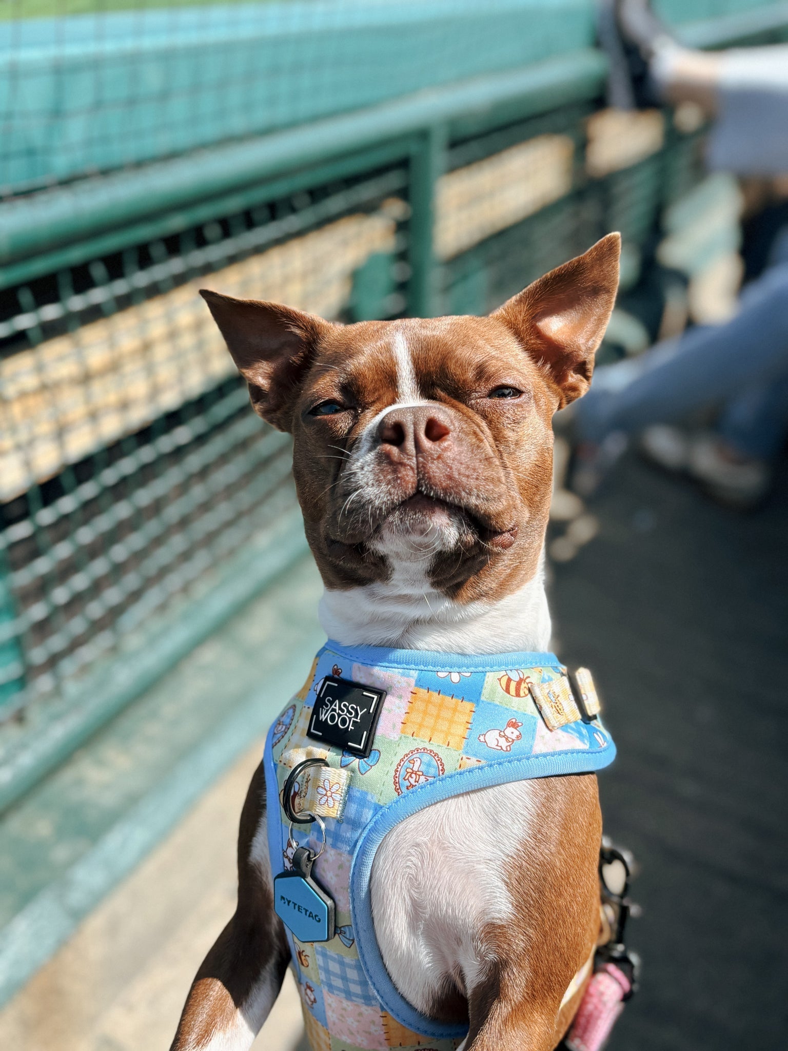 Dog Adjustable Harness - Patch Perfect