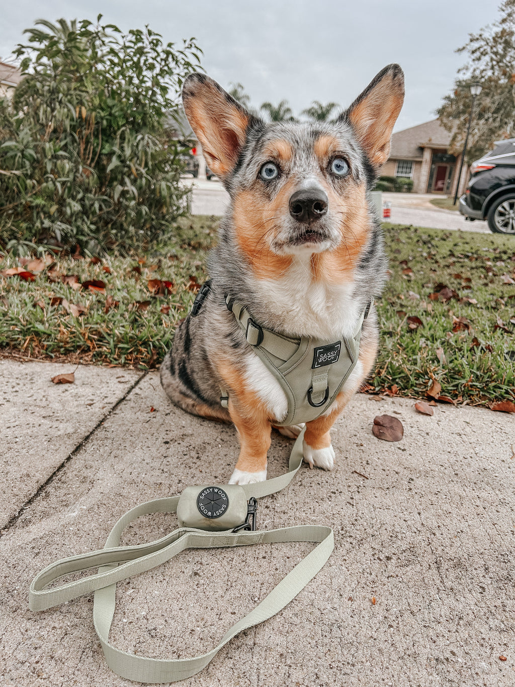 Dog Step-in Harness - Matcha