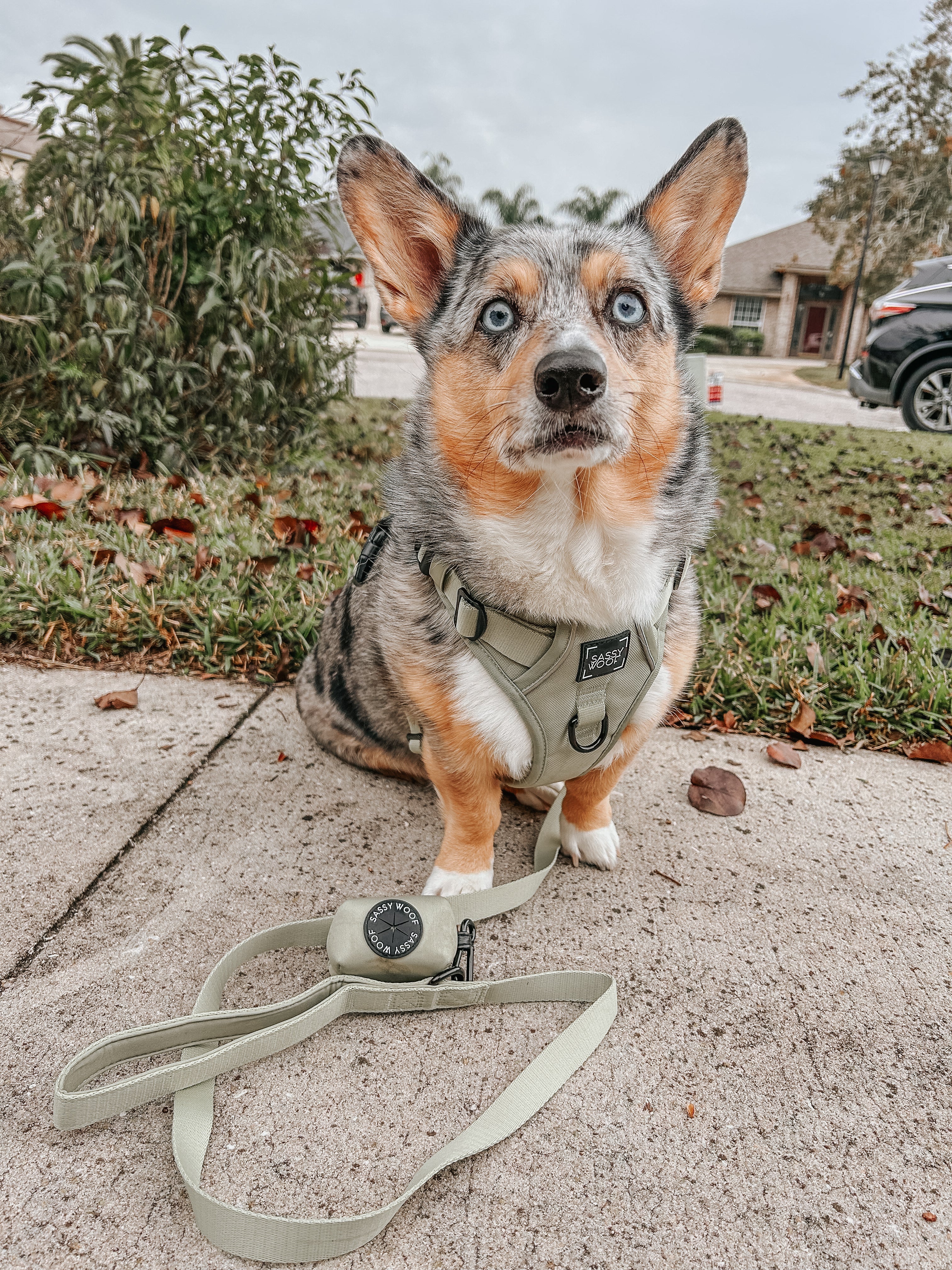 Dog Leash - Matcha