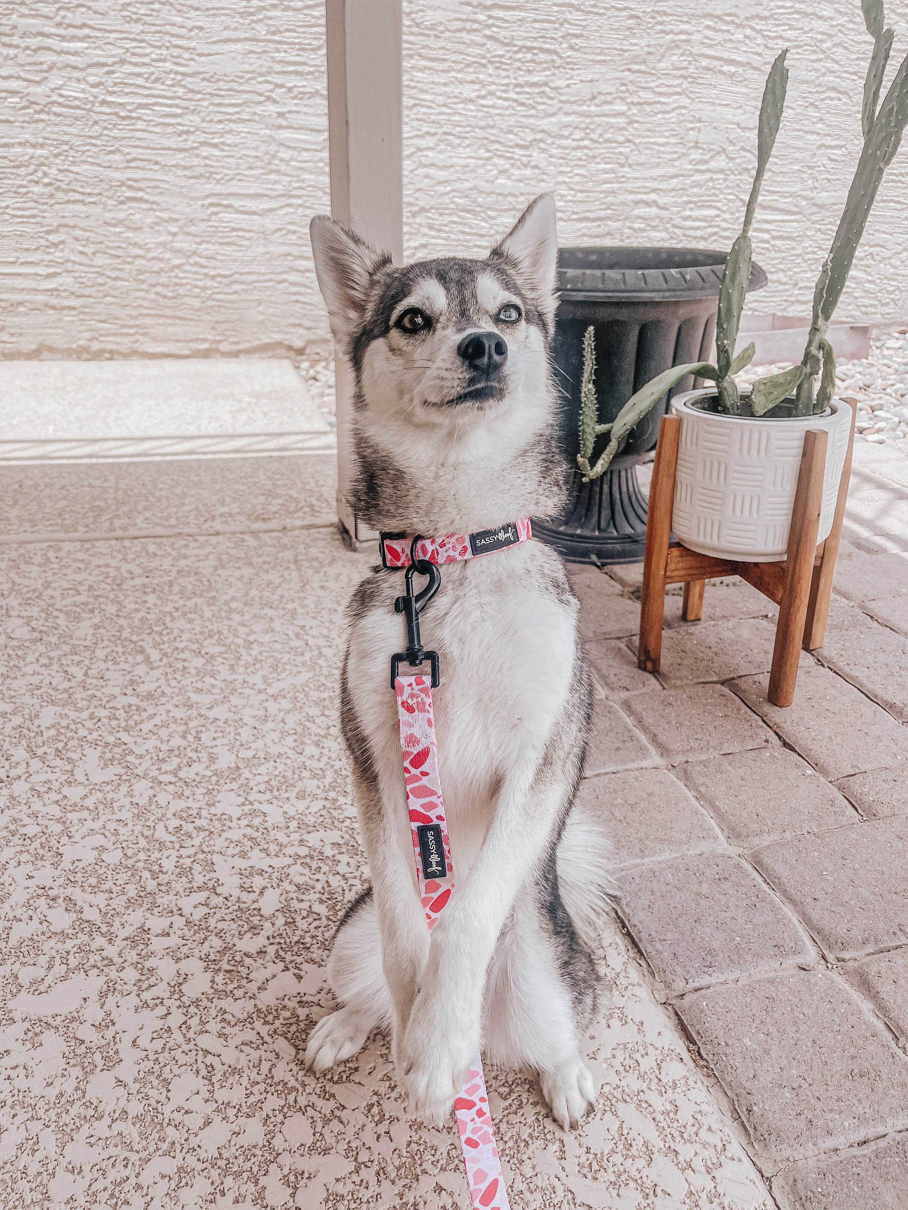 Dog Collar - Mykonos