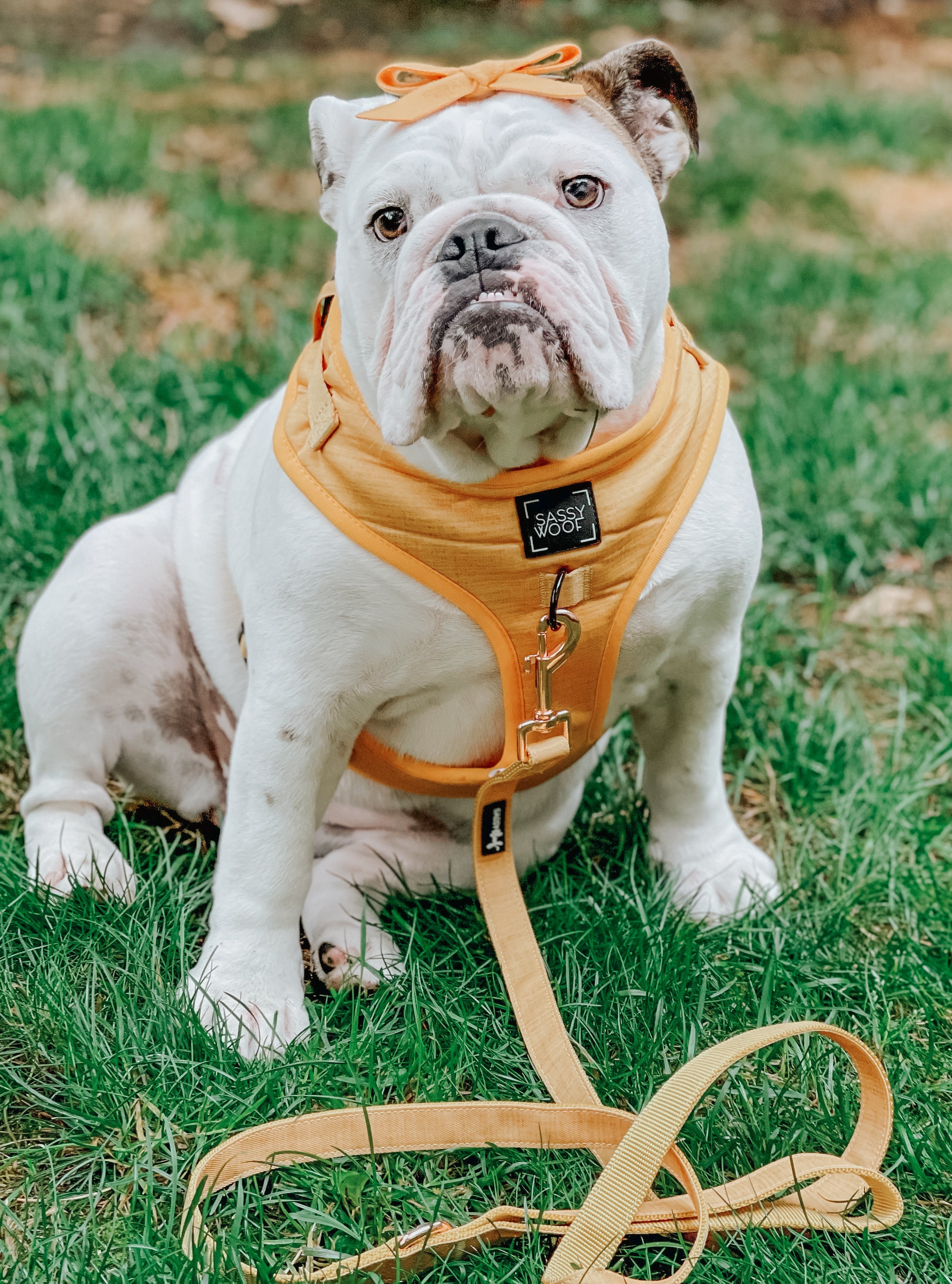 Dog Adjustable Harness - Sunflower Fields