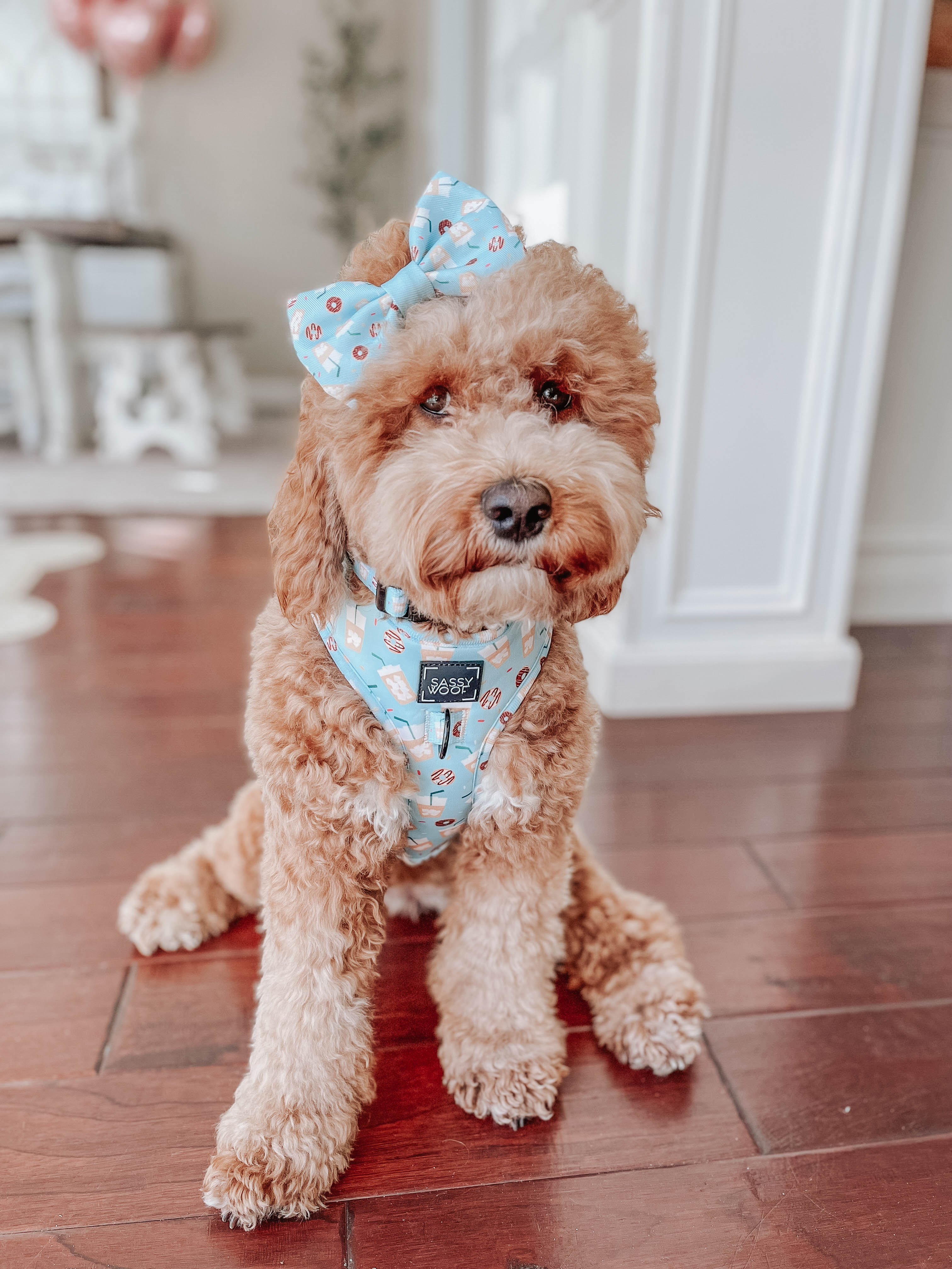 Dog Collar - Sweets & Pawfee