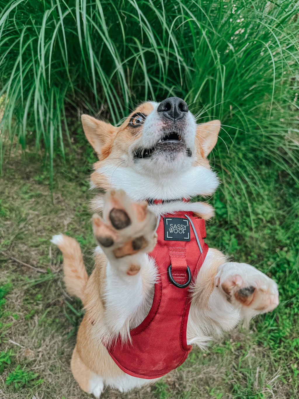 Dog Step-in Harness - Burgundy