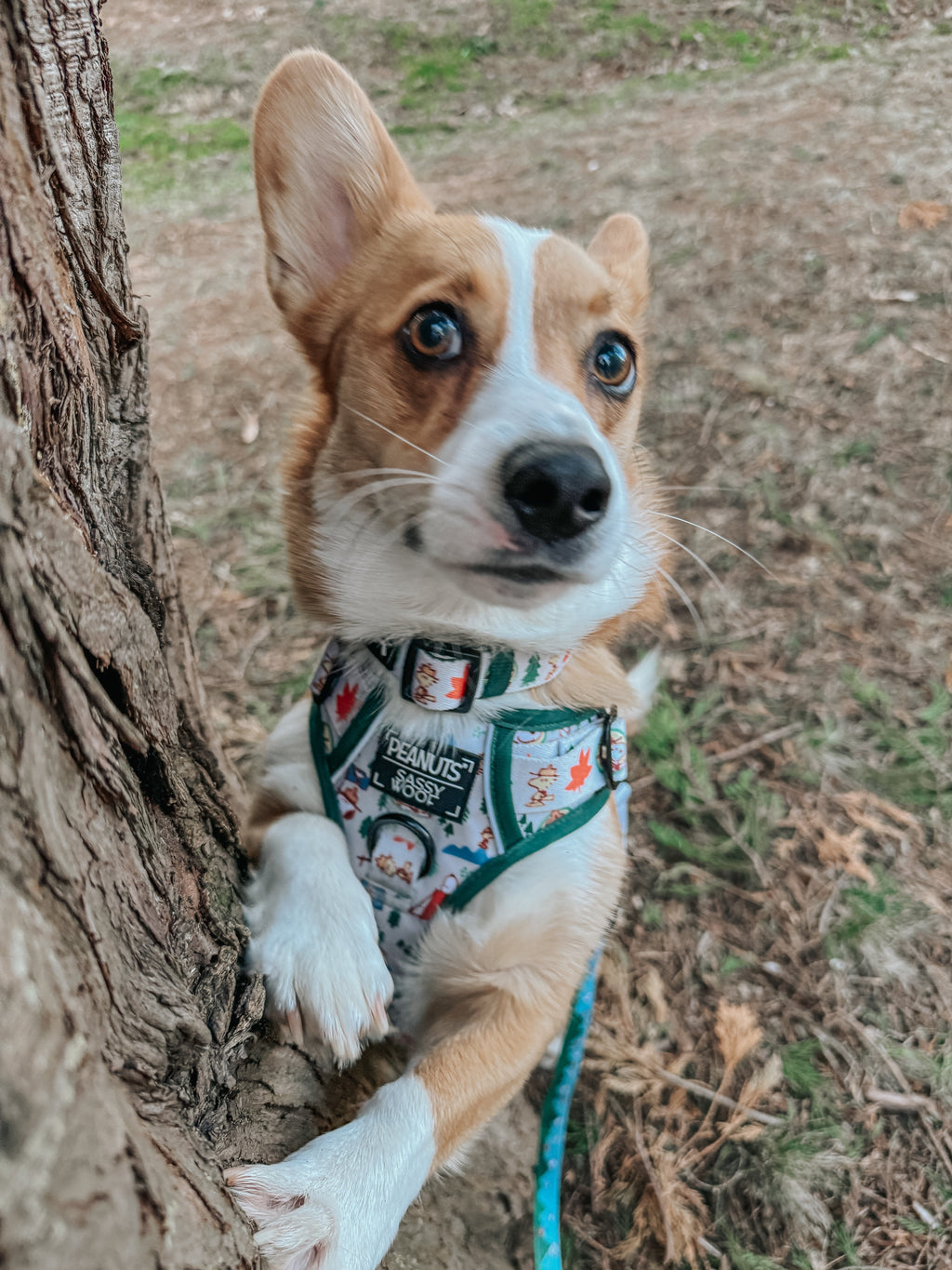 Dog Step-in Harness - Peanuts™ Beagle Scouts