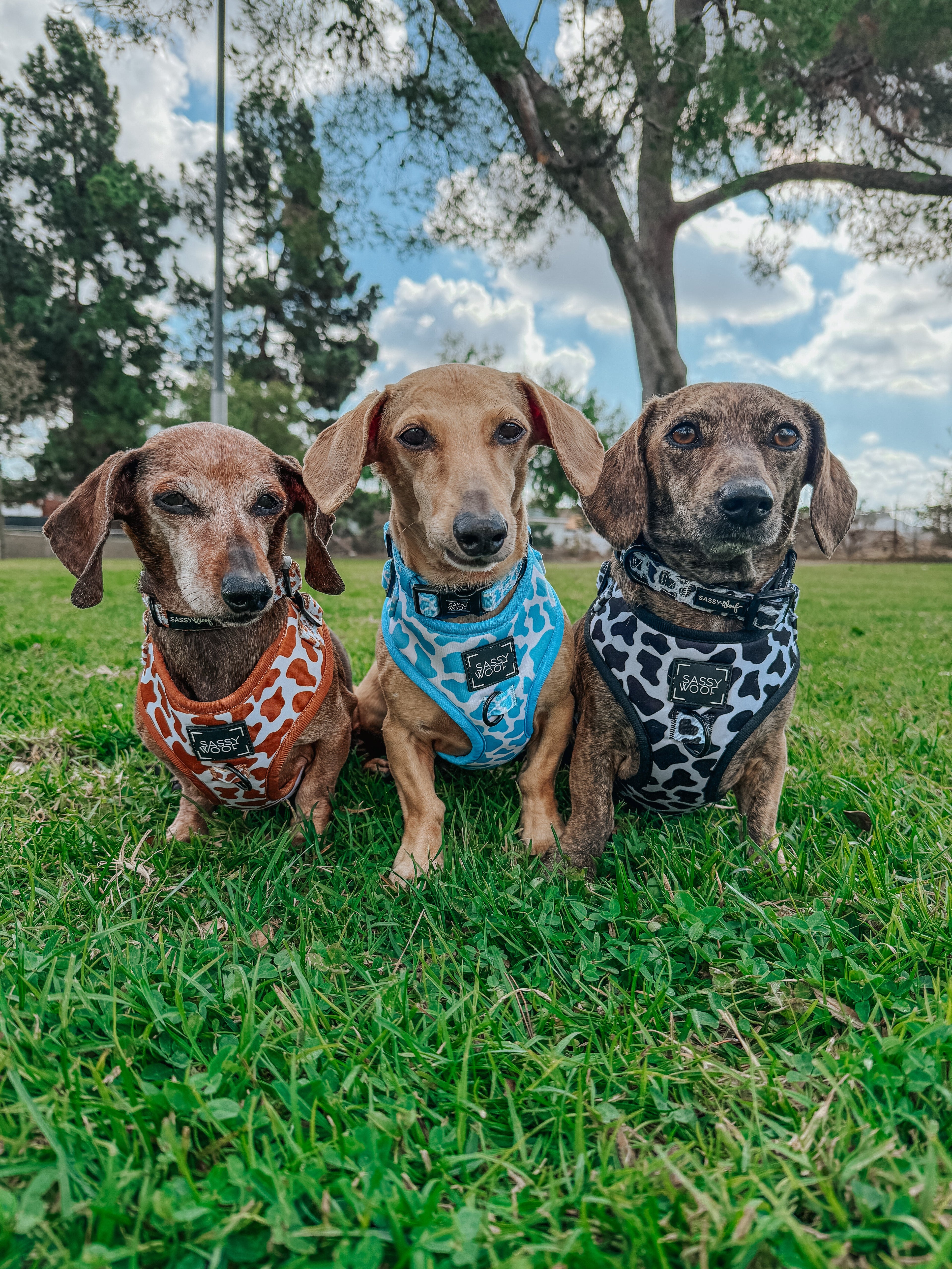 Dog Collar - Blueberry Milk