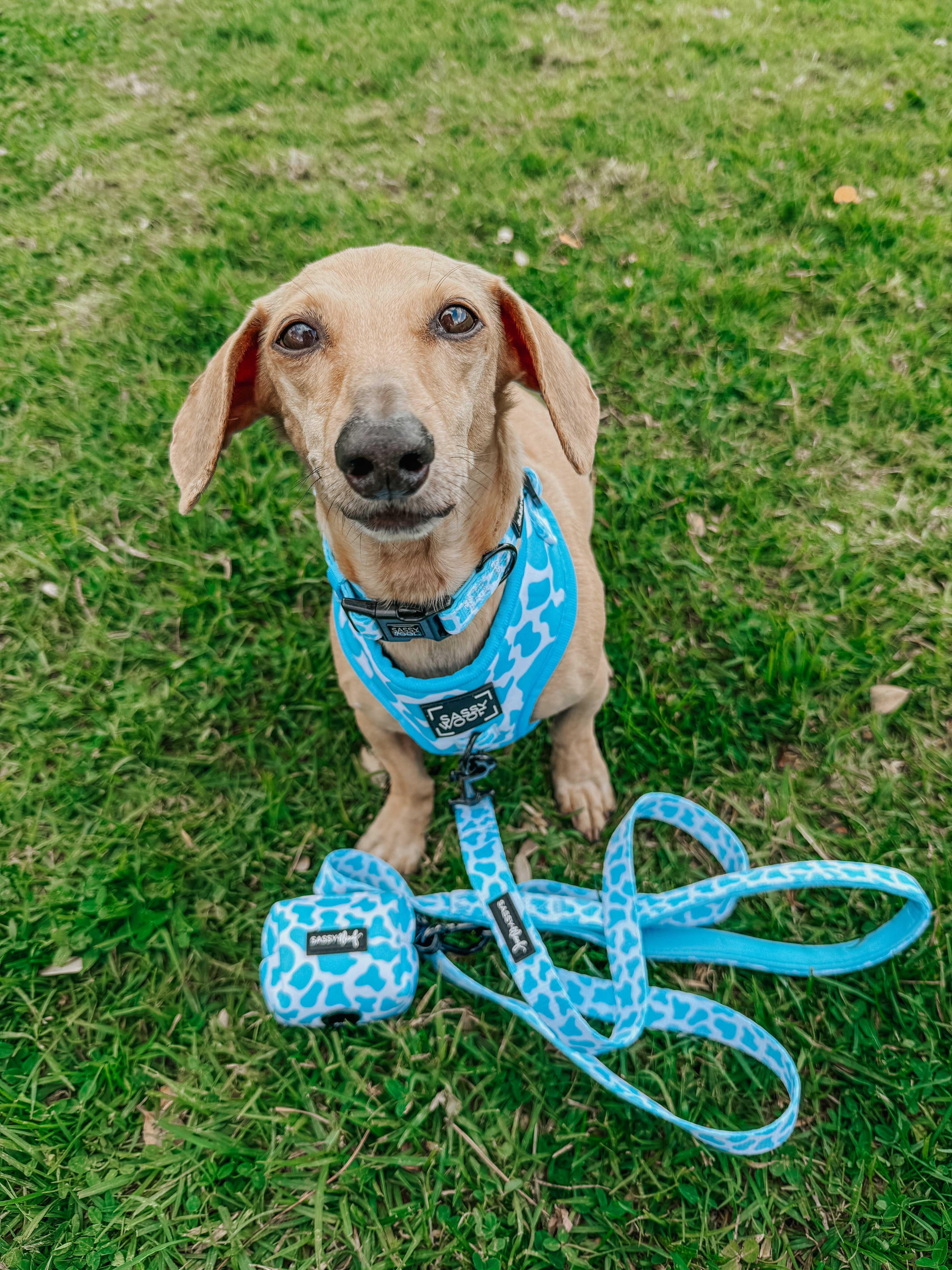 Dog Adjustable Harness - Blueberry Milk