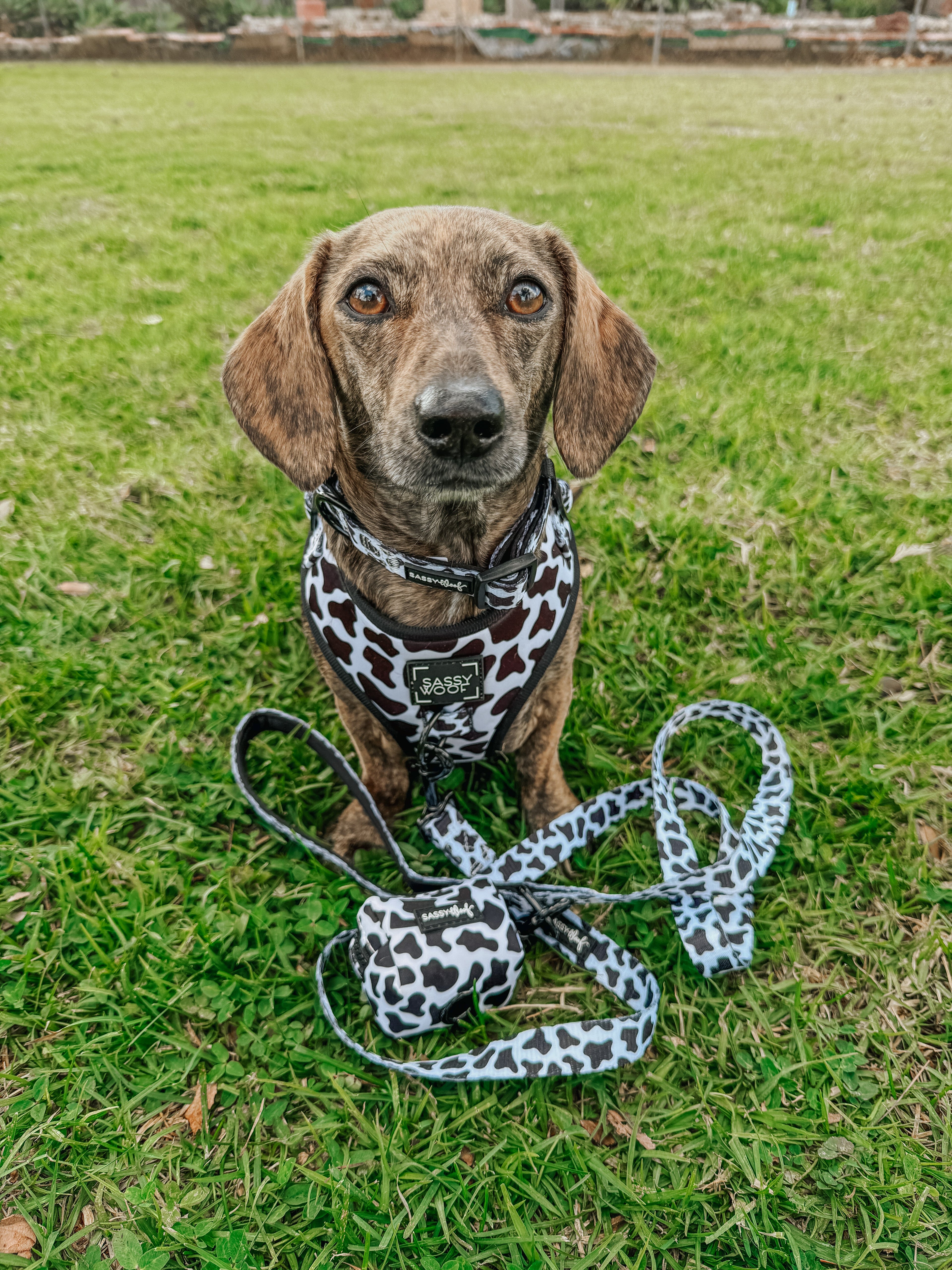 Dog Adjustable Harness - Whole Milk