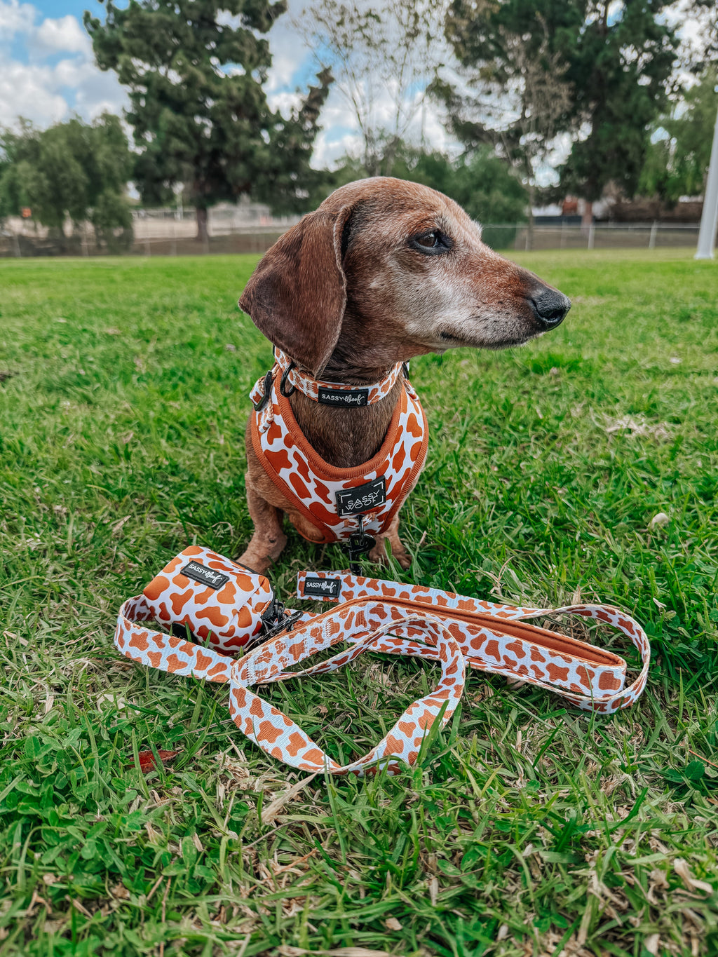 Dog Collar - Chocolate Milk
