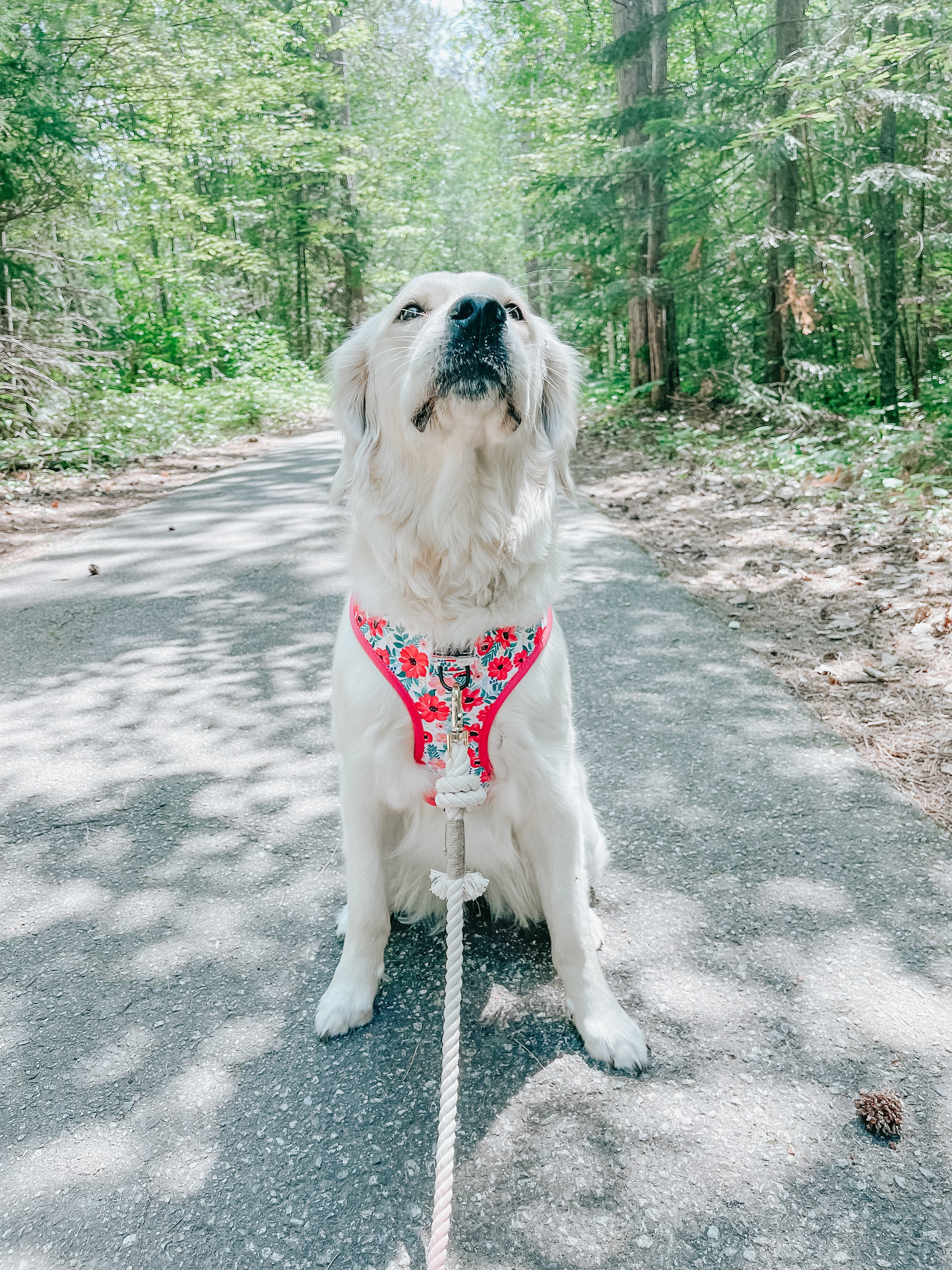 Dog Reversible Harness - Floral Frenzy