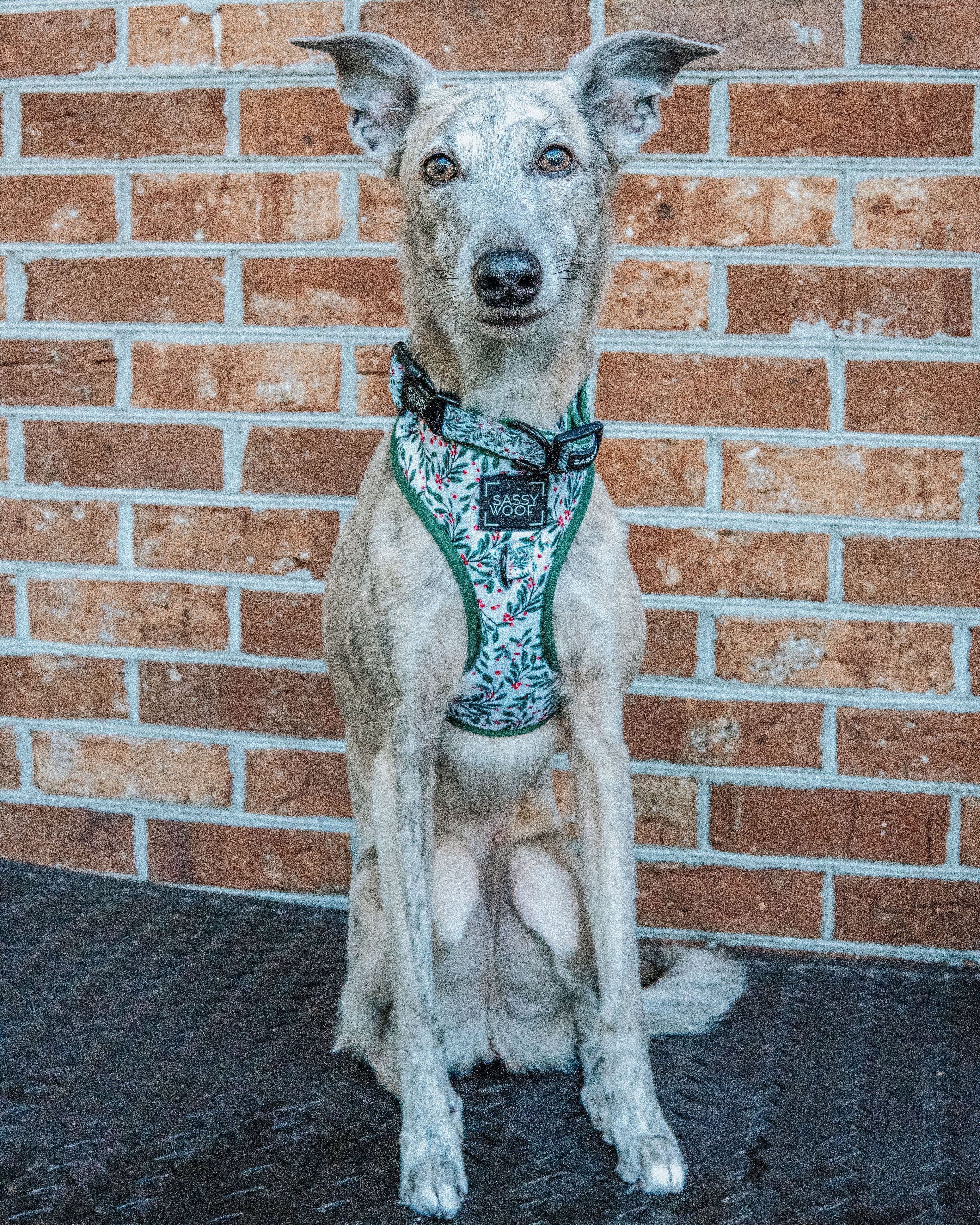 Dog Adjustable Harness - Under the Mistletoe