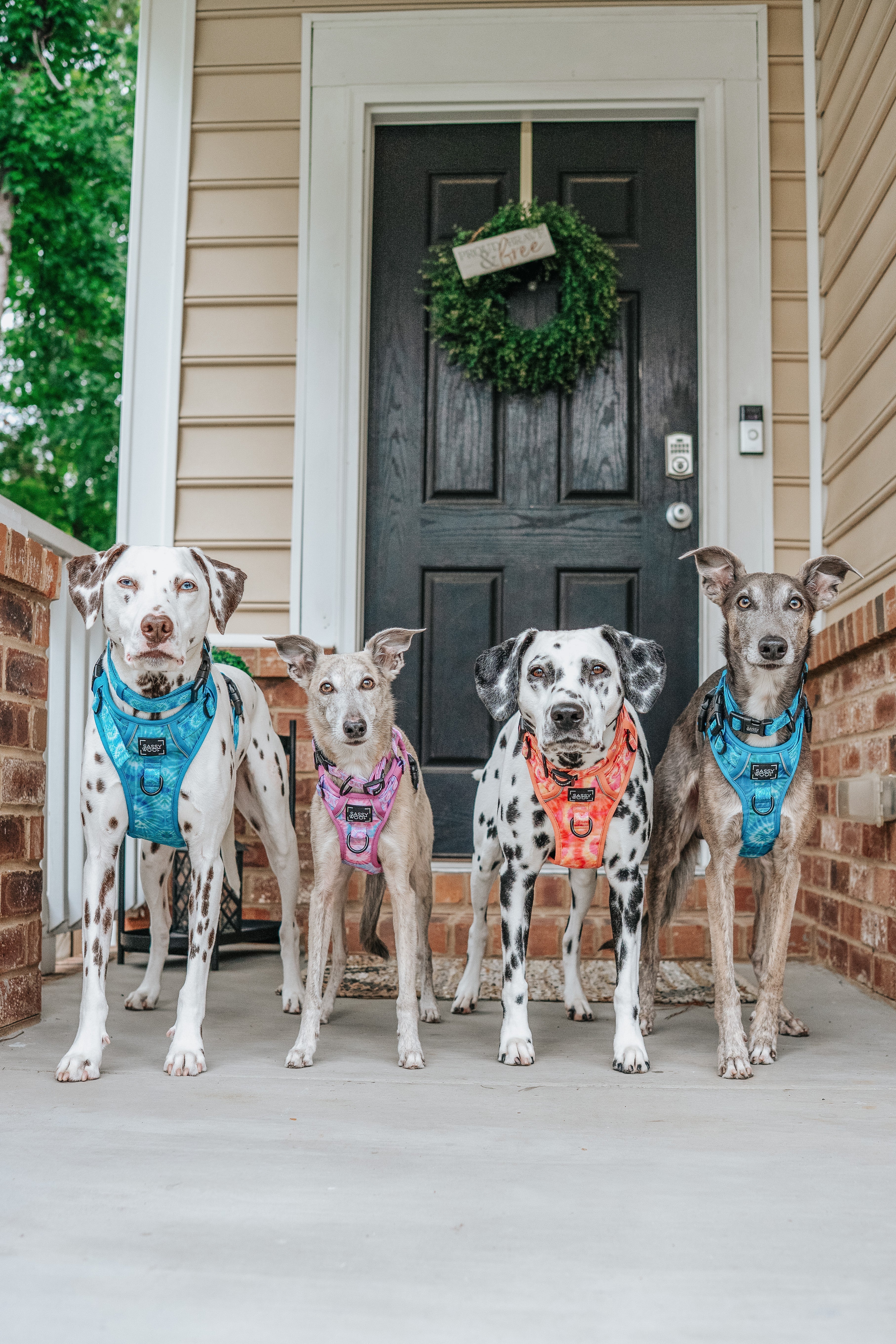 Dog Step-in Harness - Tropical Tides