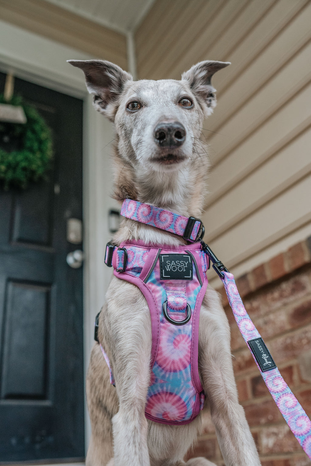 Dog Step-in Harness - Purple Haze