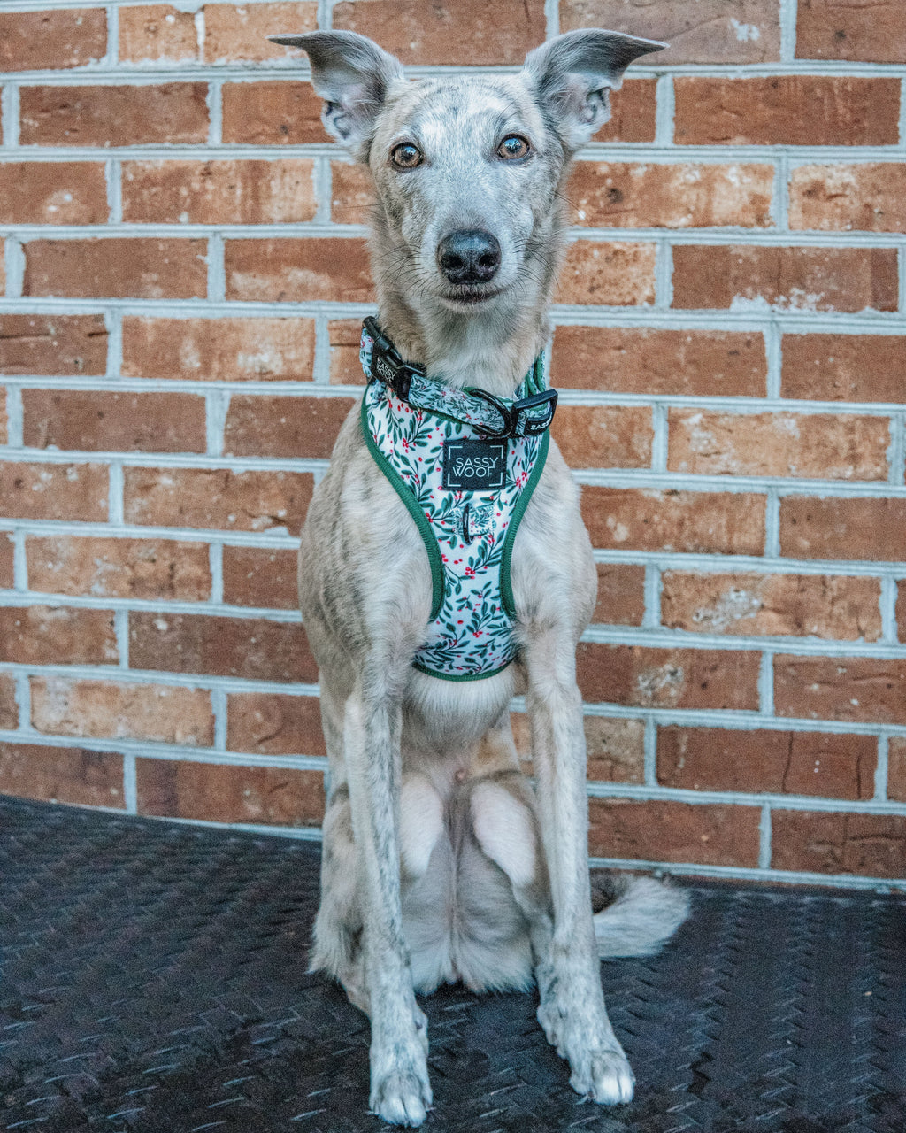 Dog Collar - Under the Mistletoe