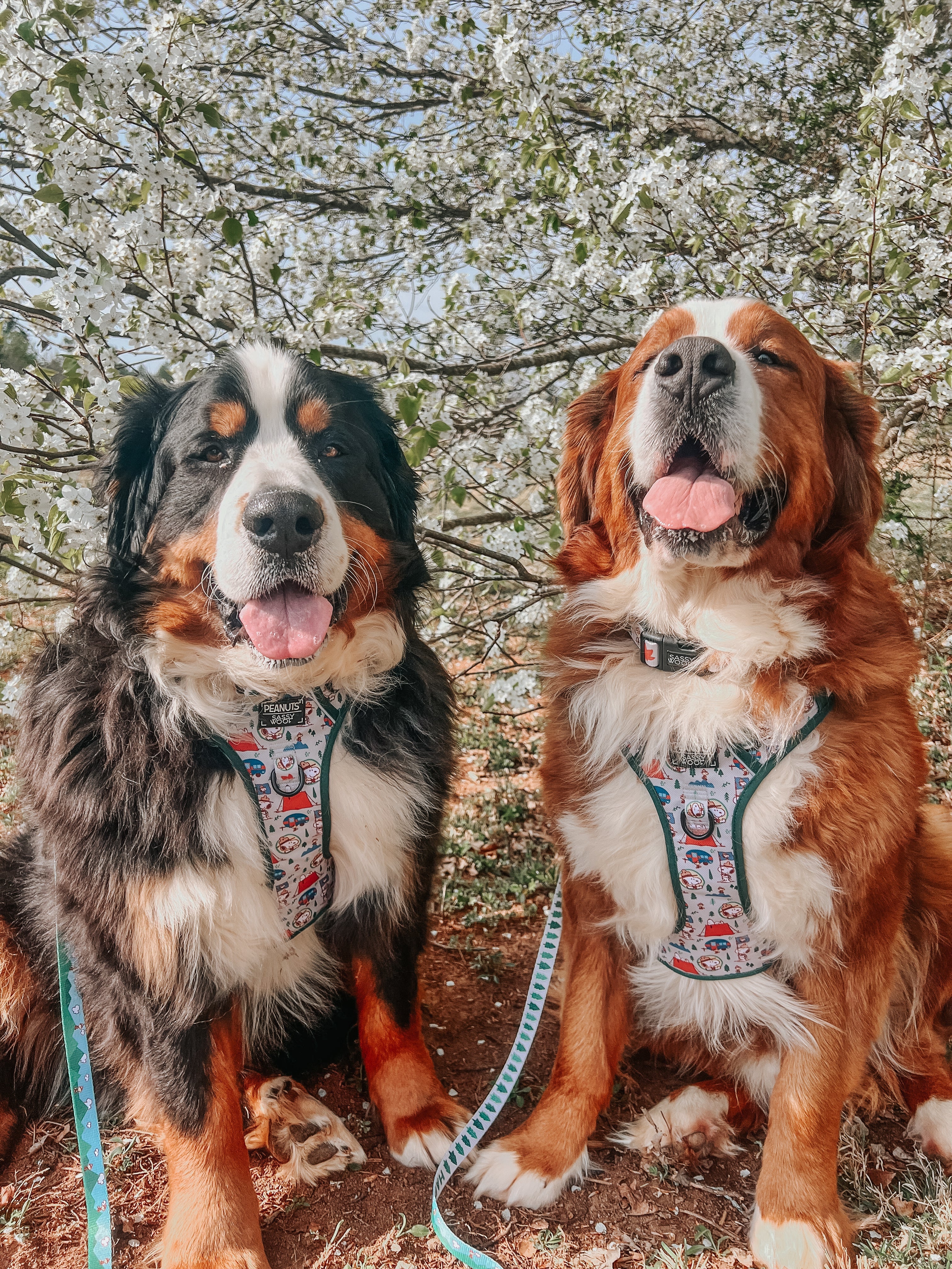Dog Step-in Harness - Peanuts™ Beagle Scouts