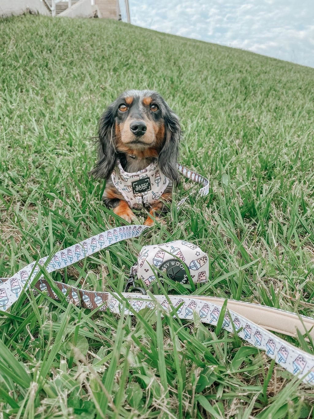 Dog Leash - Spill the Tea