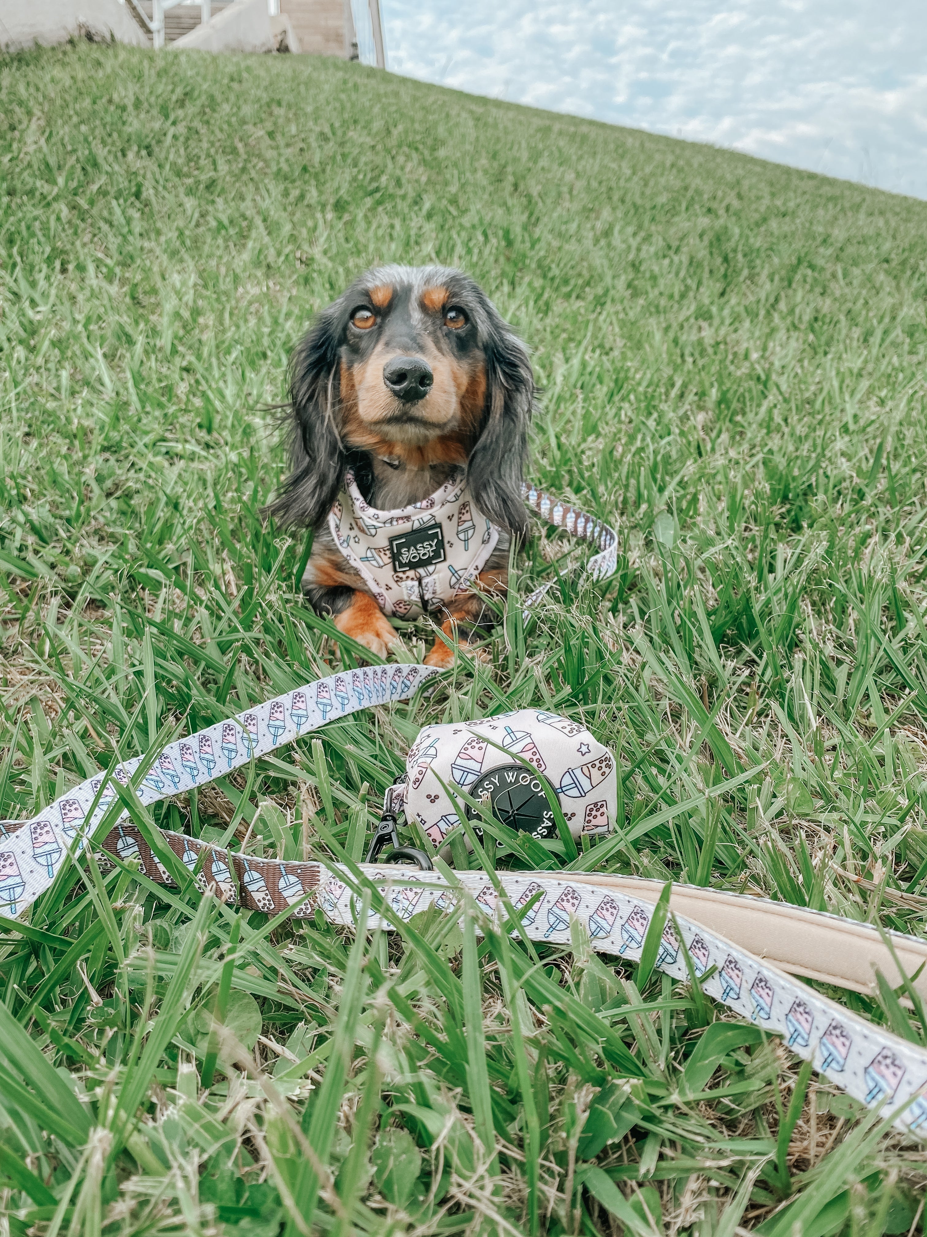 Dog Leash - Spill the Tea