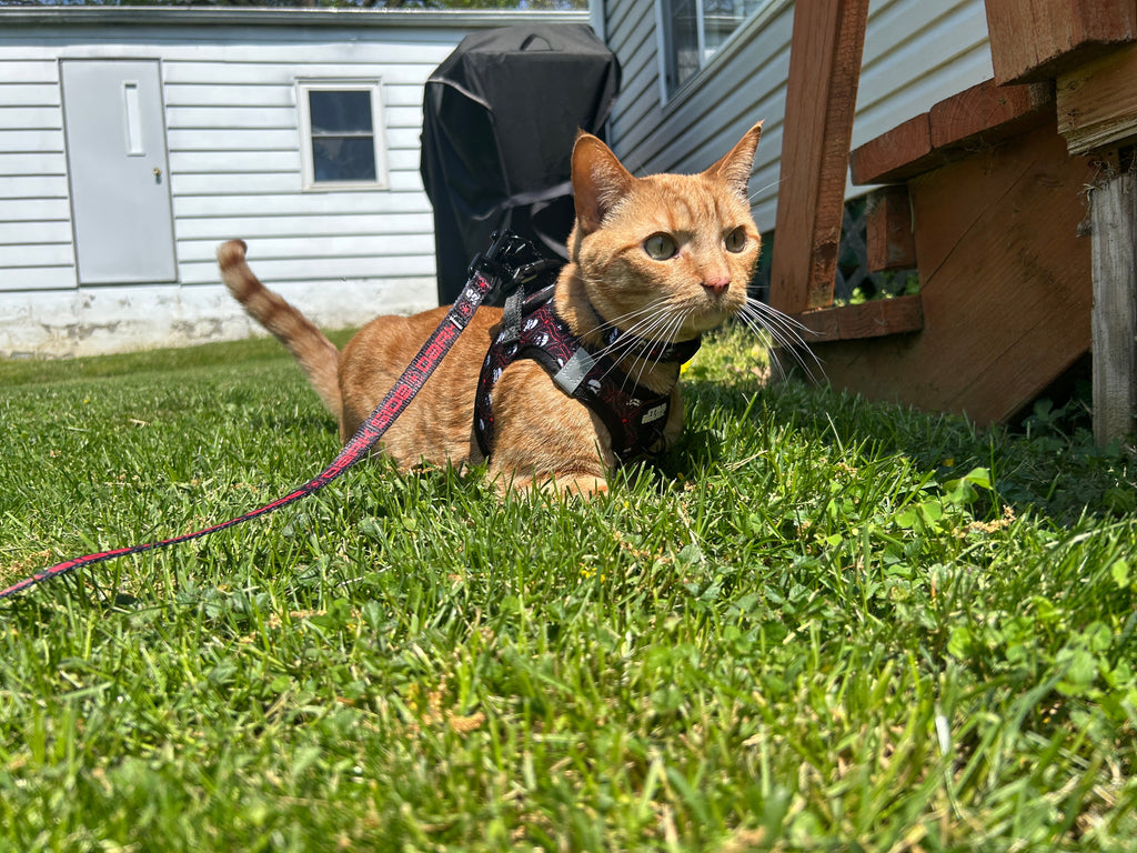 Cat Leash - STAR WARS™ The Dark Side