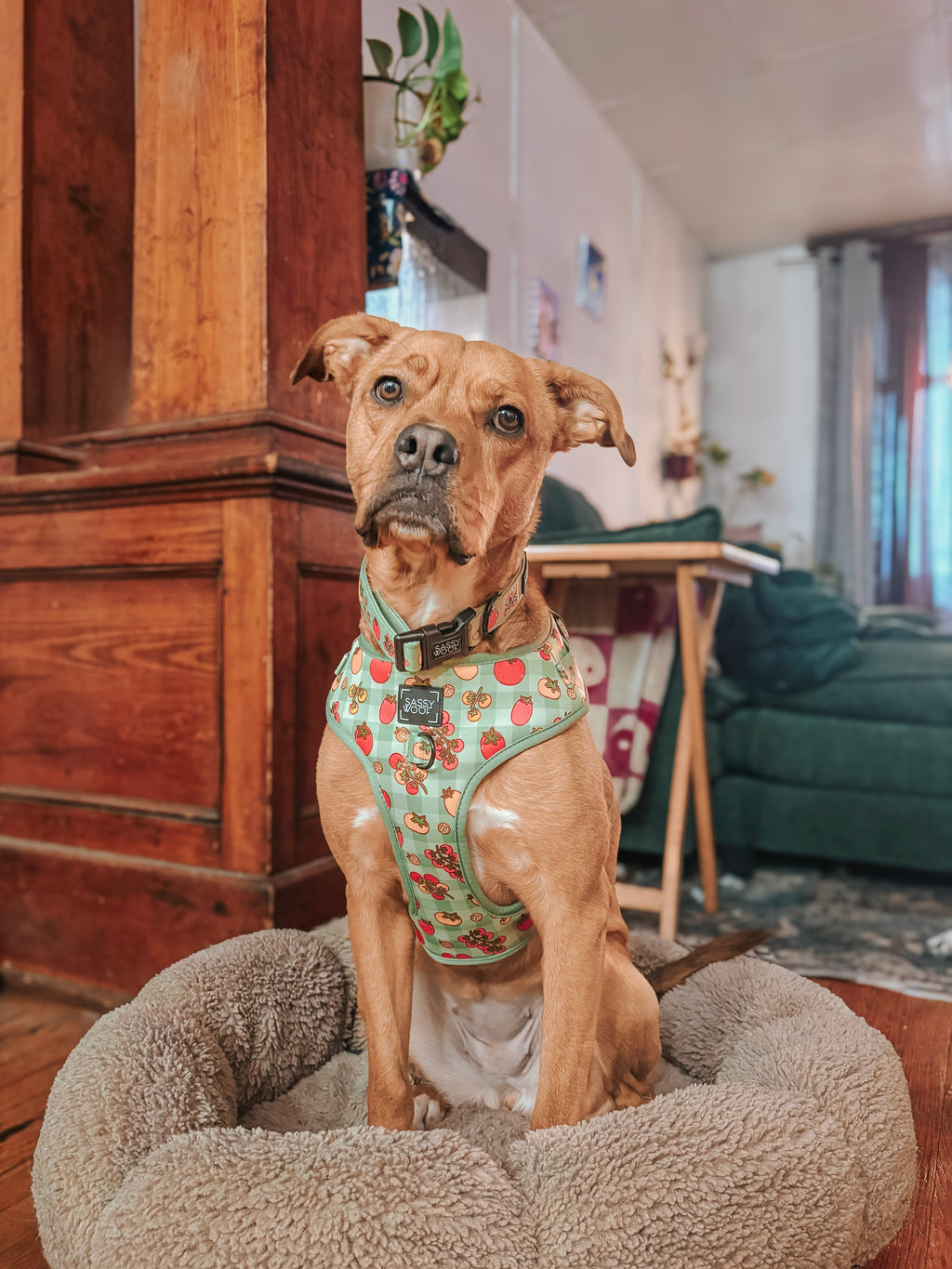 Dog Adjustable Harness - Feeling Vine