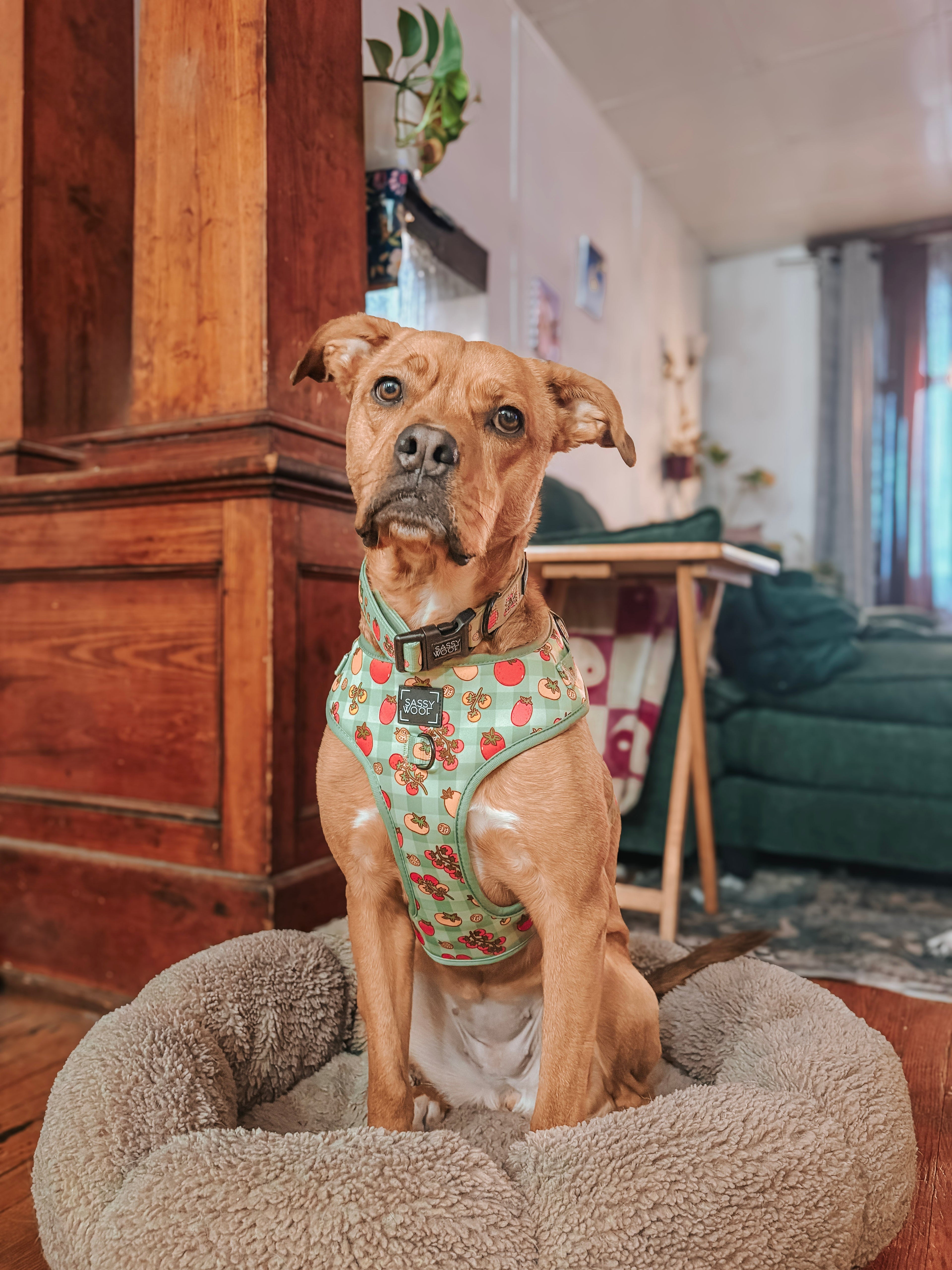 Dog Adjustable Harness - Feeling Vine