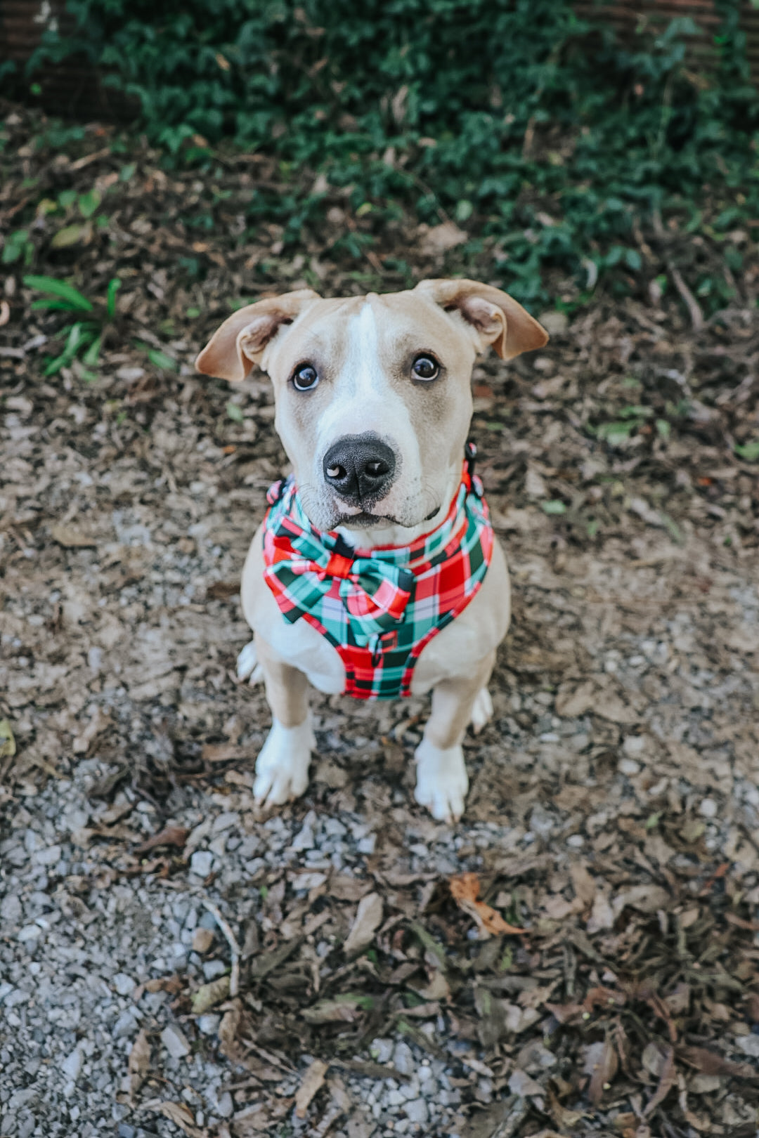 Dog Collar - Jingle Barks