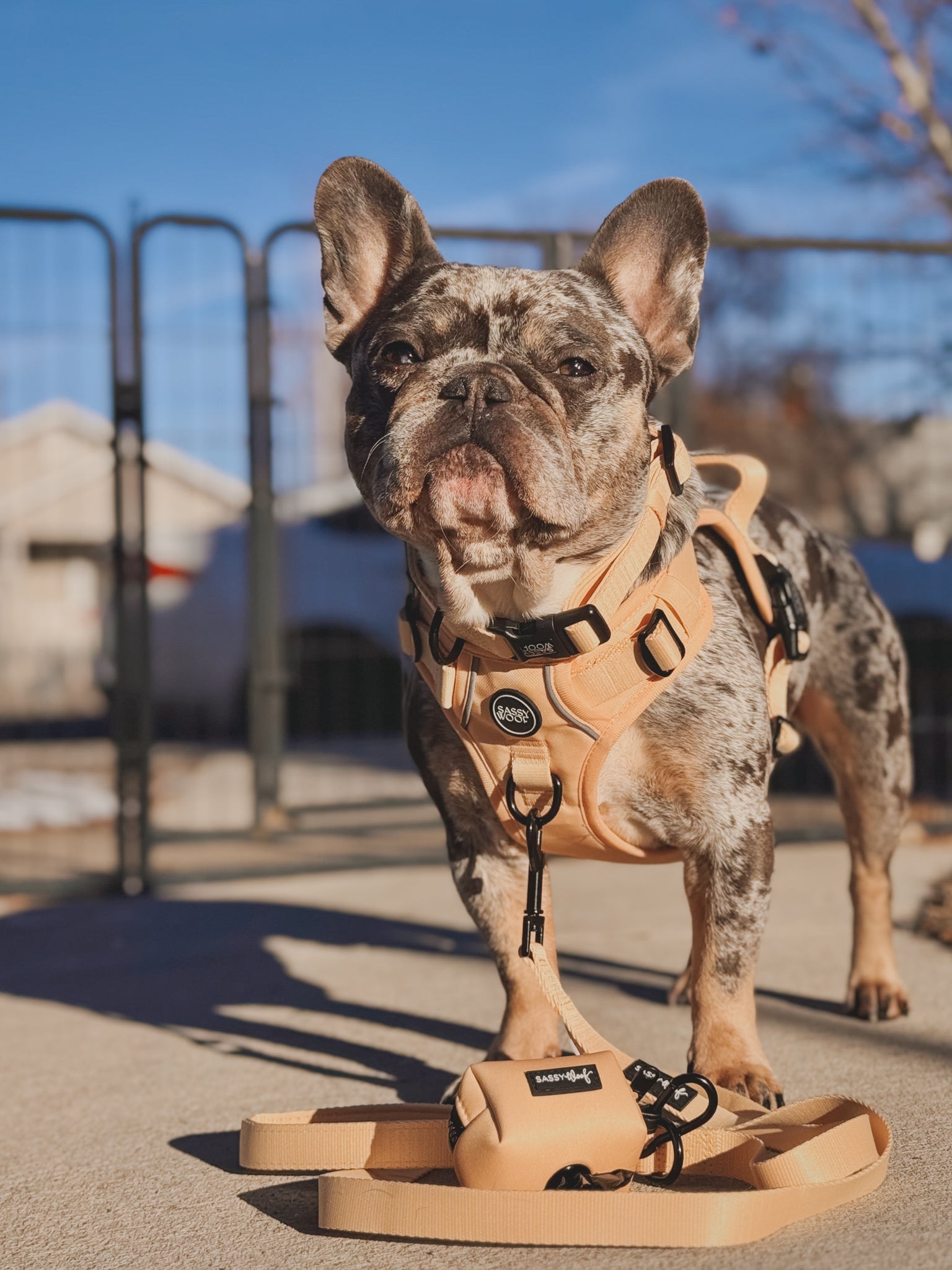 Dog Collar - Daffodil