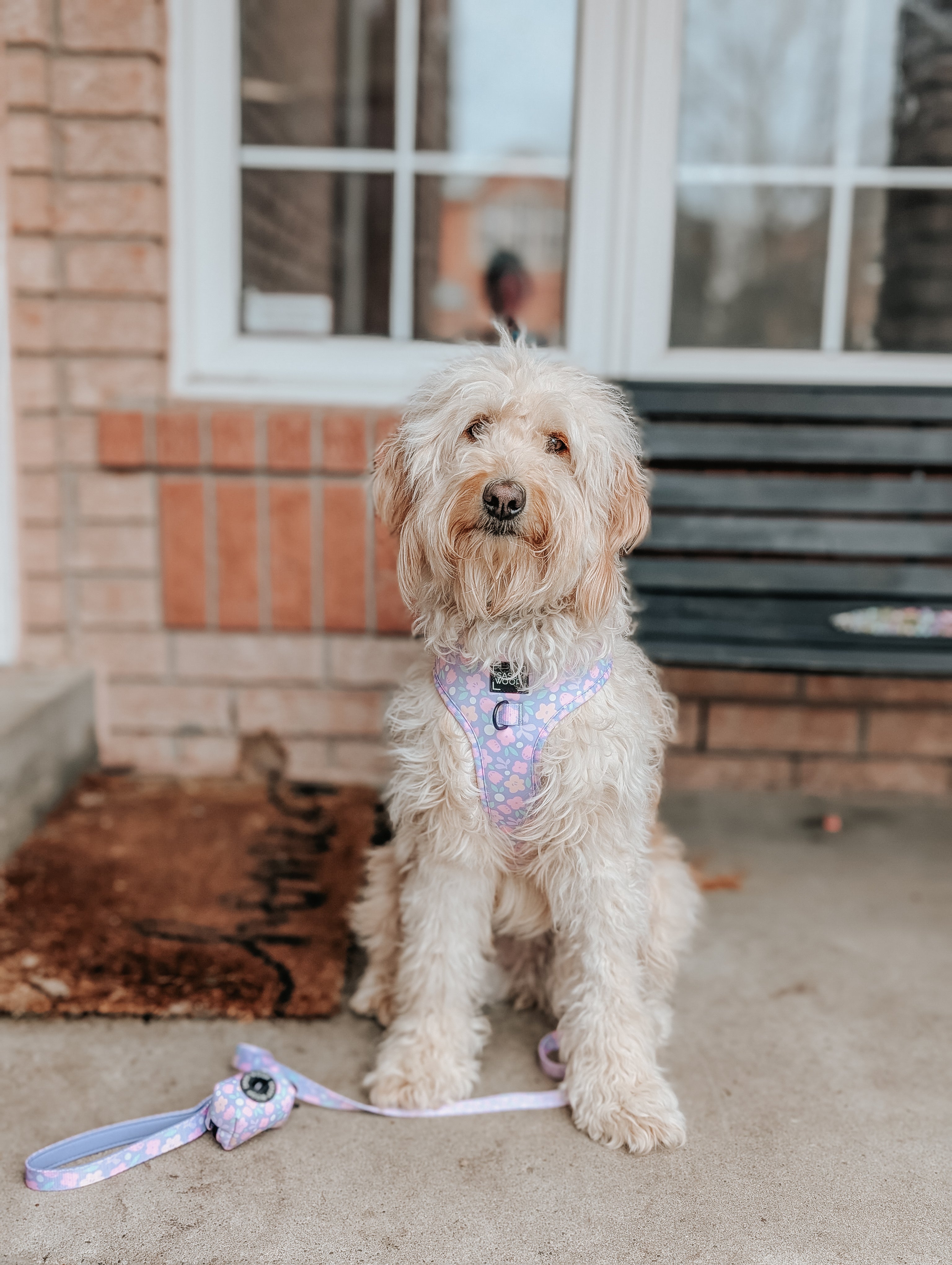 Dog Adjustable Harness - Fleur de Sass