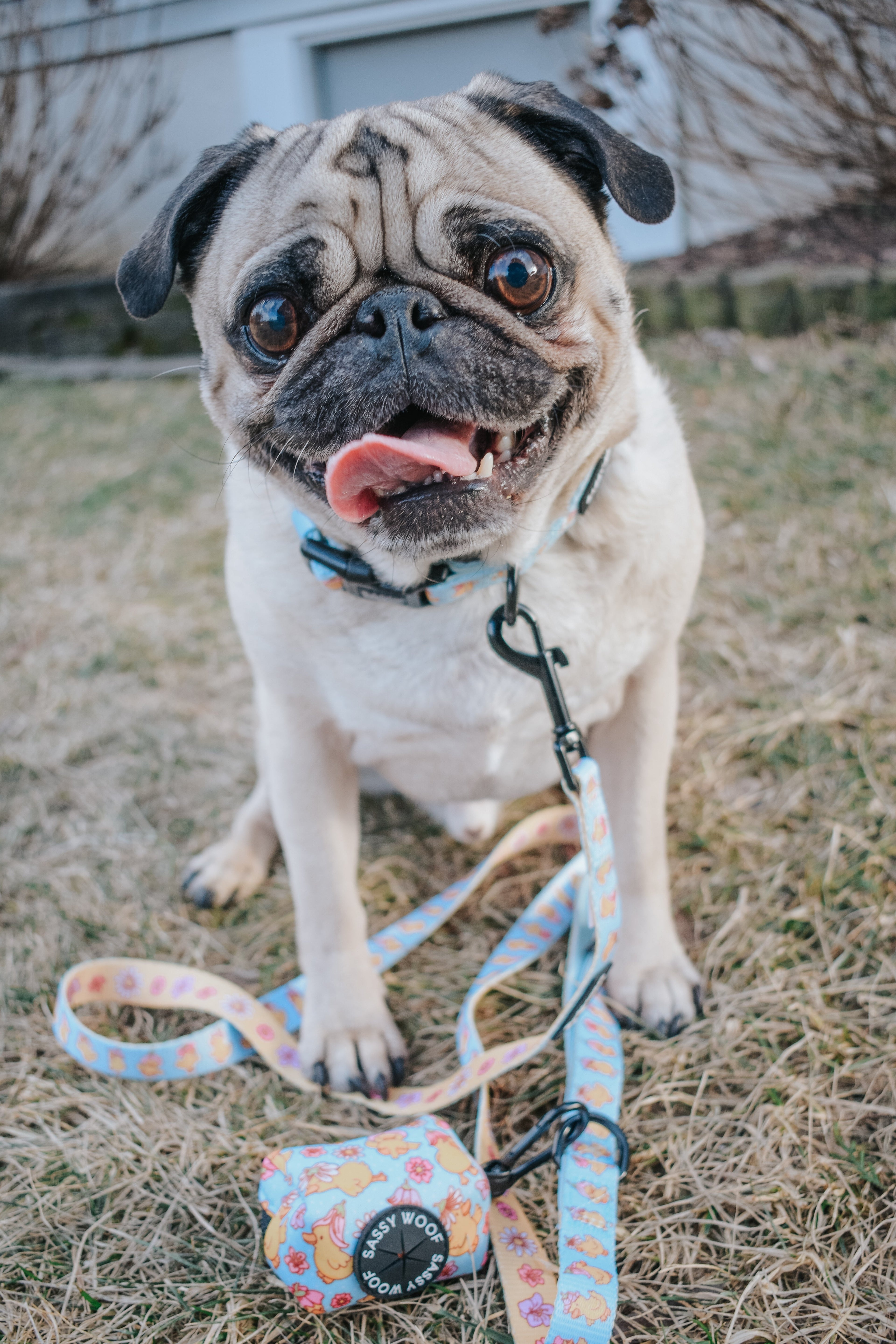Dog Collar - Good Duck, Babe!