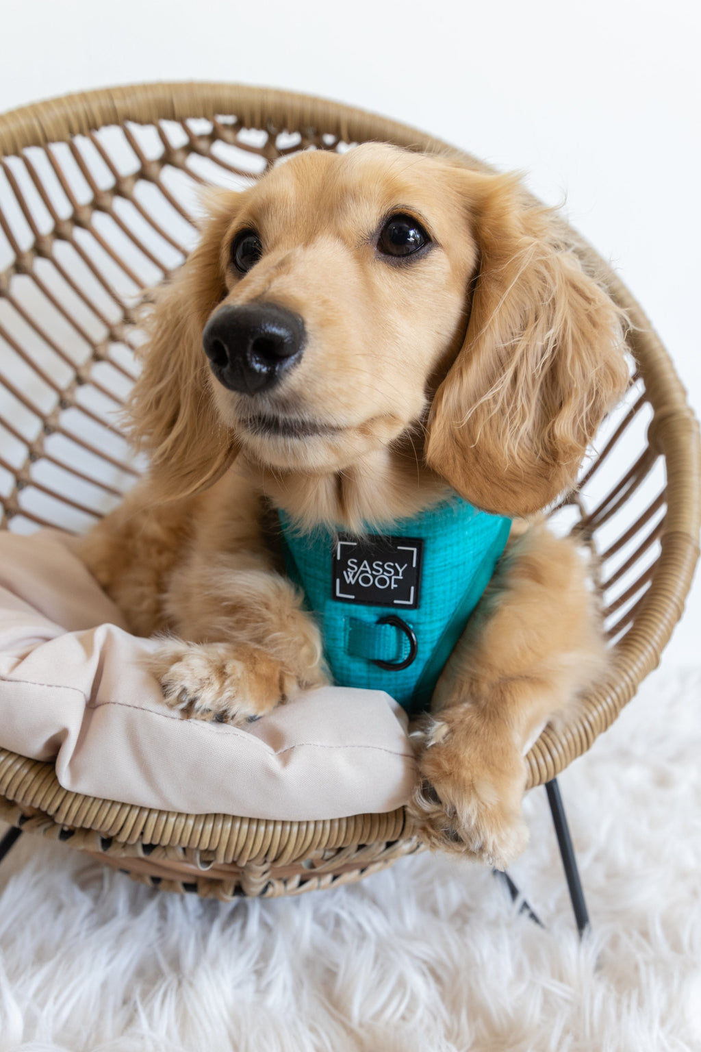 Dog Adjustable Harness - Napa