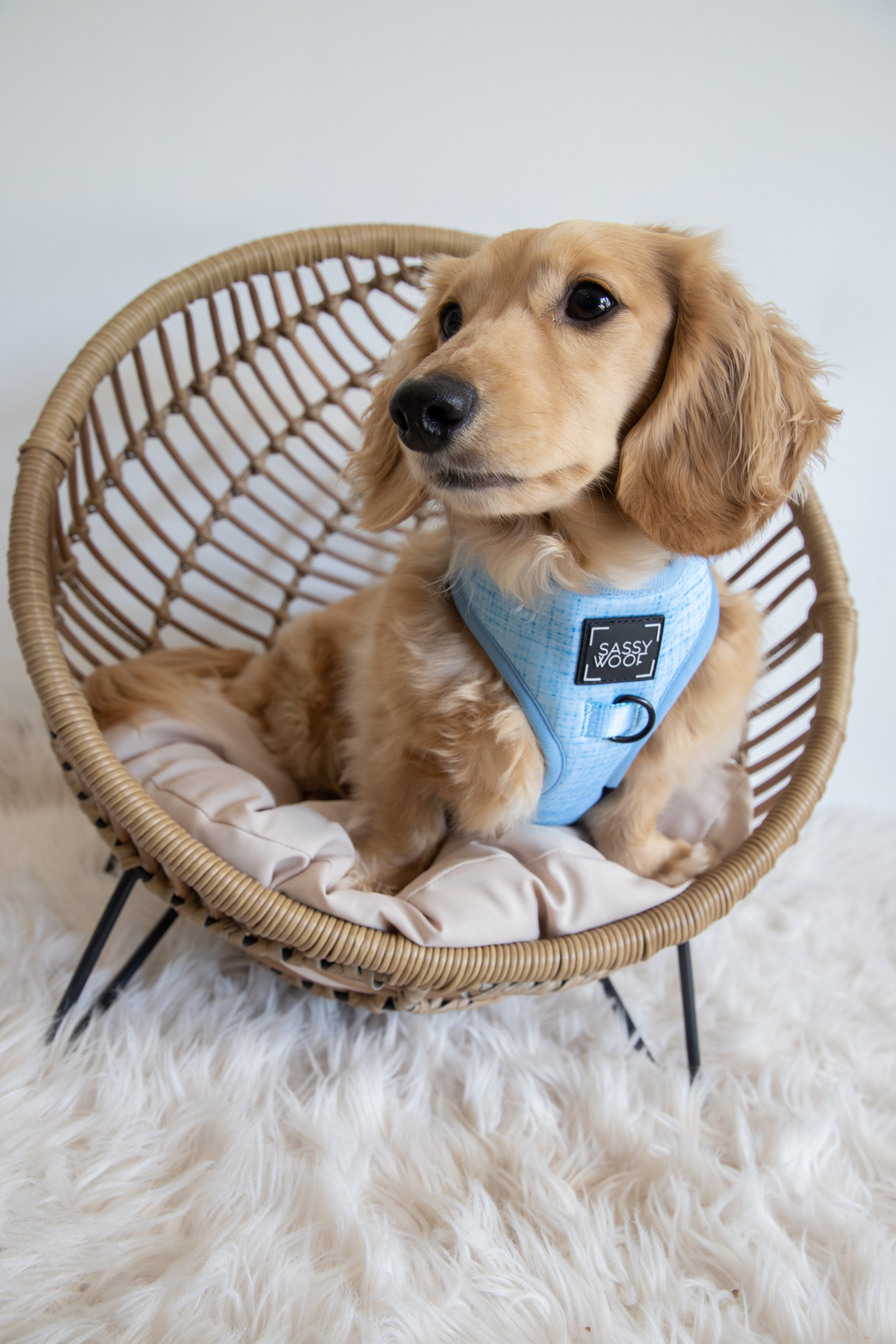 Dog Adjustable Harness - Blumond