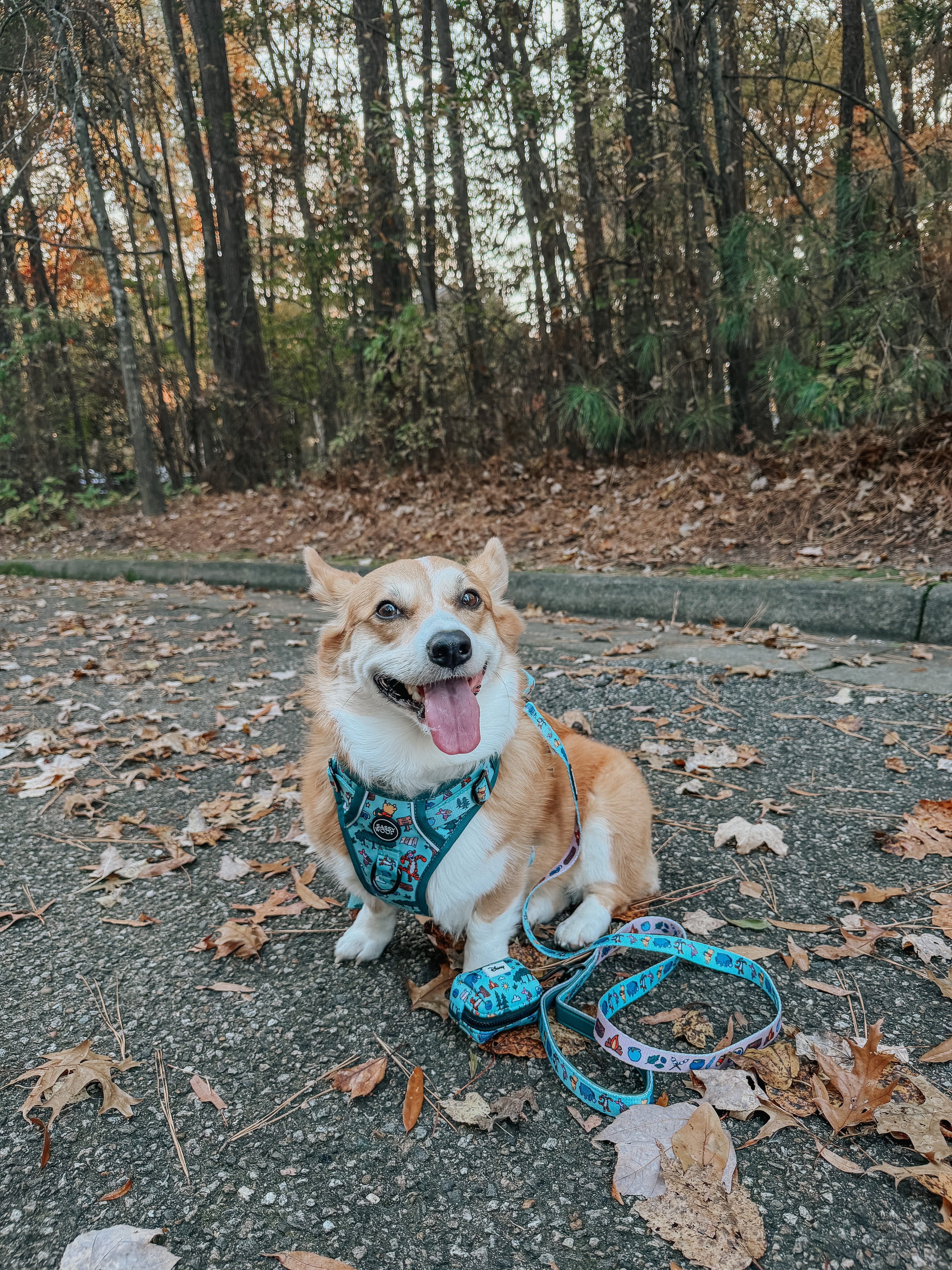 Dog Leash - Disney's Winnie the Pooh