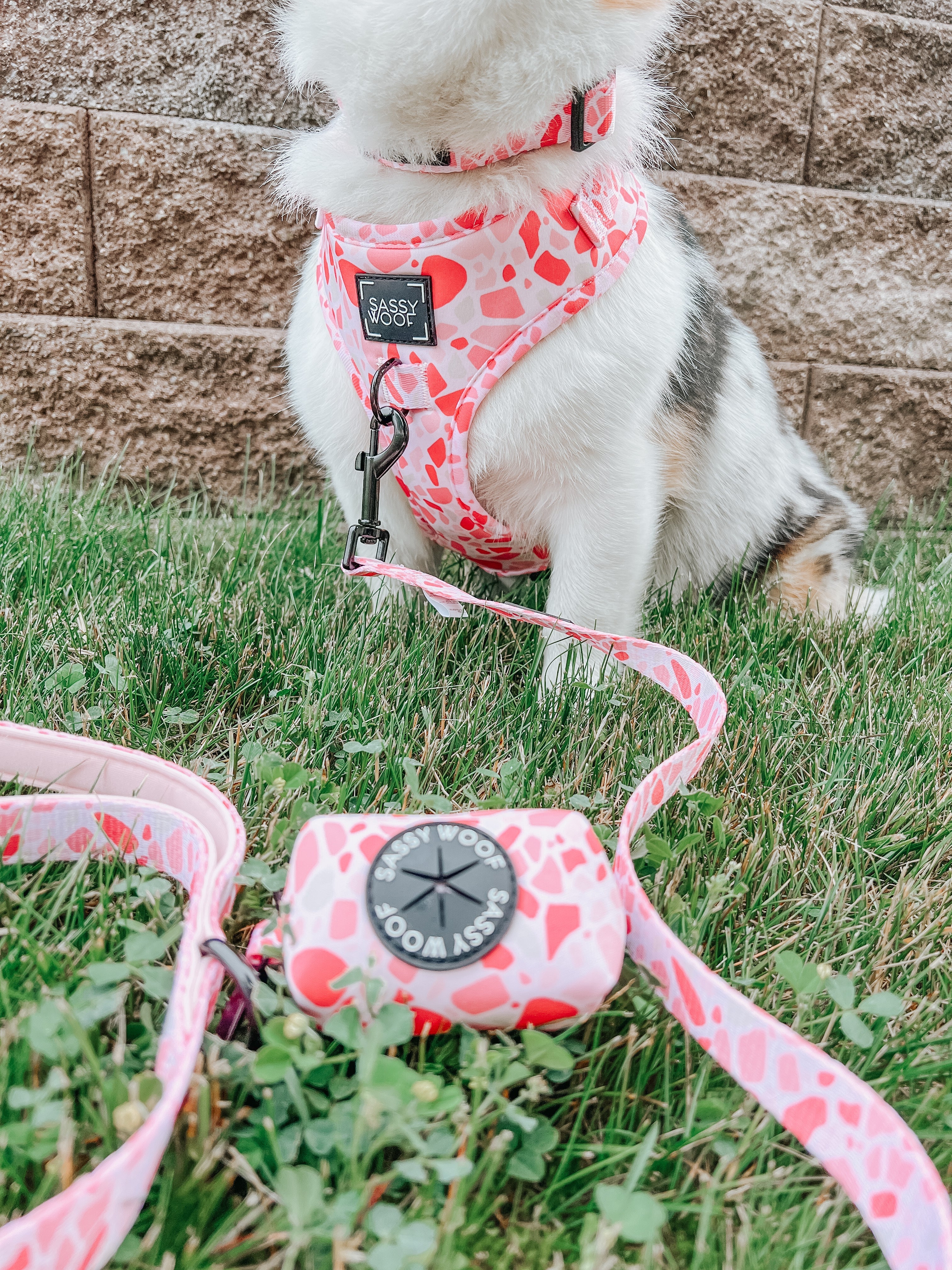 Dog Collar - Mykonos