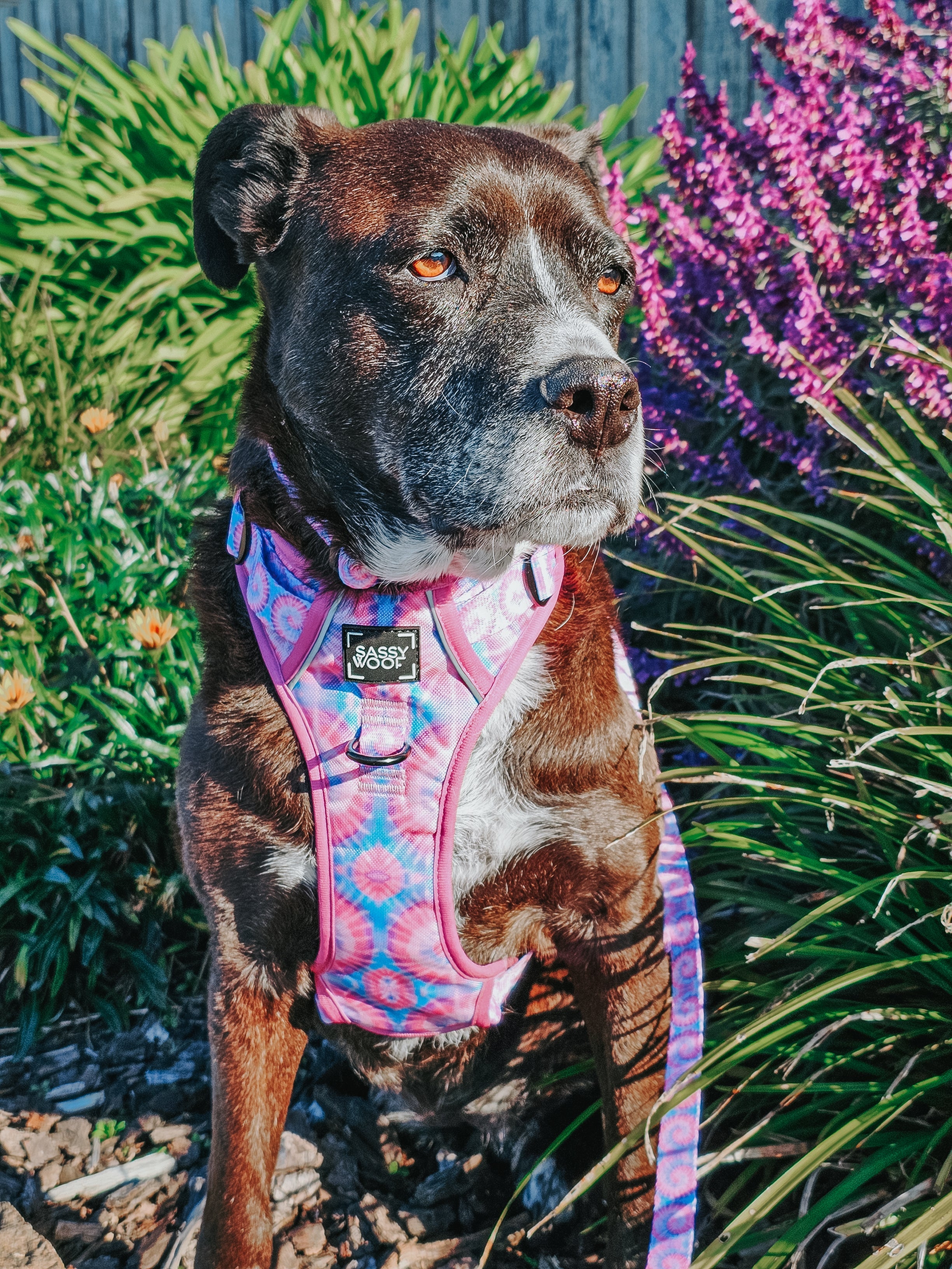 Dog Leash - Purple Haze